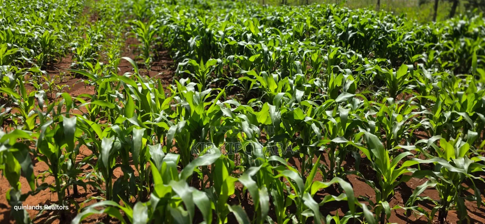 1⁄4 Plot for Sale in Chepkanga Eldoret Mutei Drive in Kimumu