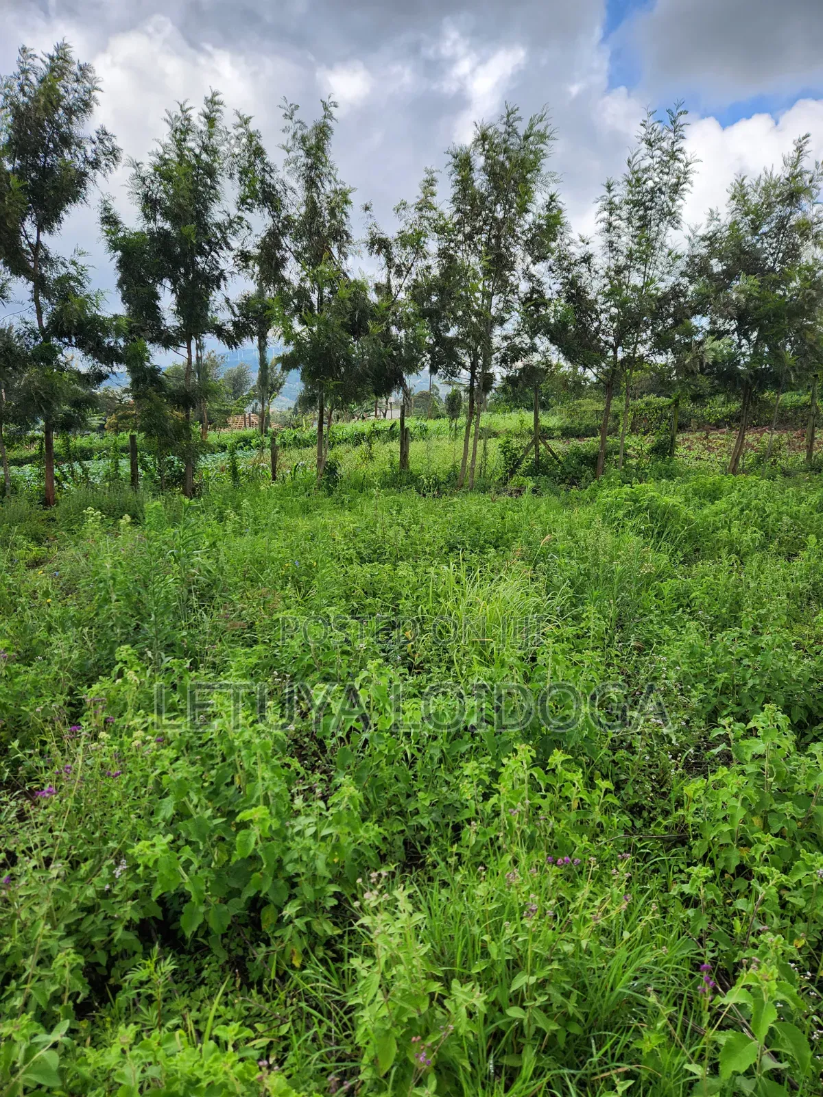 Ngong-Kibiko 1 and 1⁄4 on Sale in Kibiku
