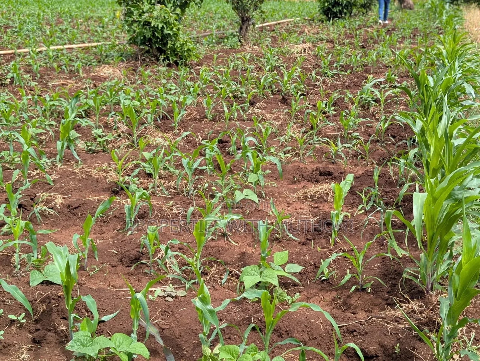 3/4 Acre Land for Sale in Ndaba, Kirinyaga County. in Kangai