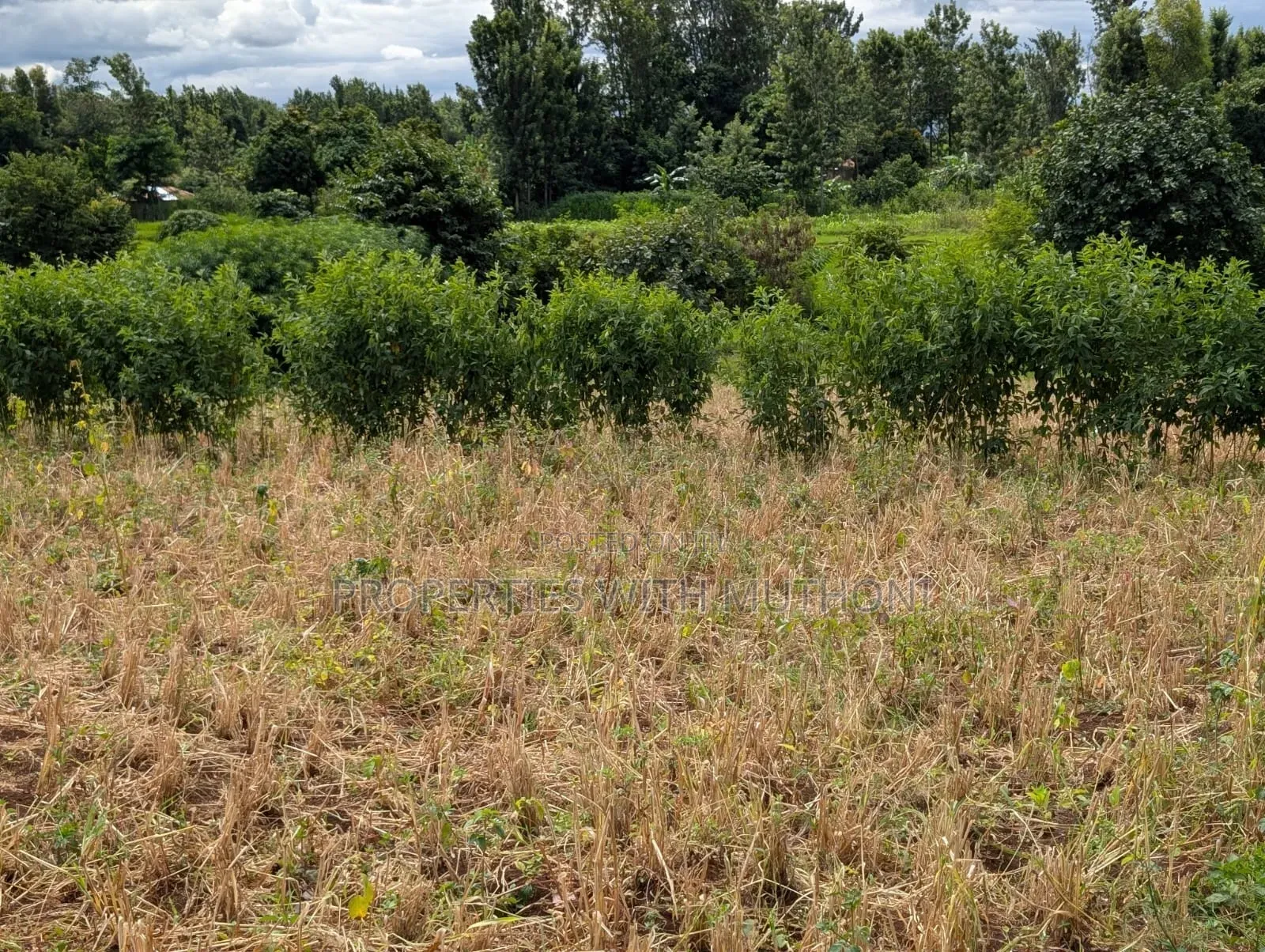 3/4 Acre Land for Sale in Ndaba, Kirinyaga County. in Kangai