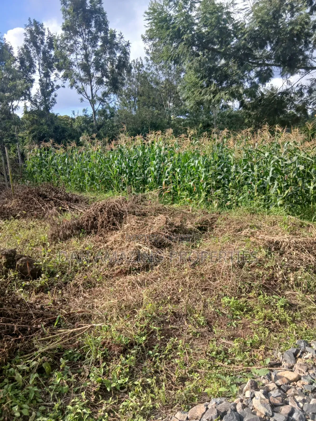 1/4 Acre Plot in Kerarapon Drive for Sale Subdivided Into 50 by 100 in Kerarapon