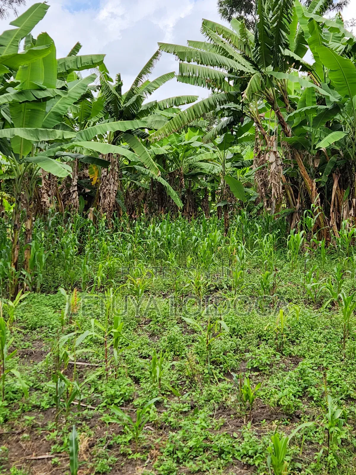 Developed 1-Acre Ngong-Oloolua in Oluulua