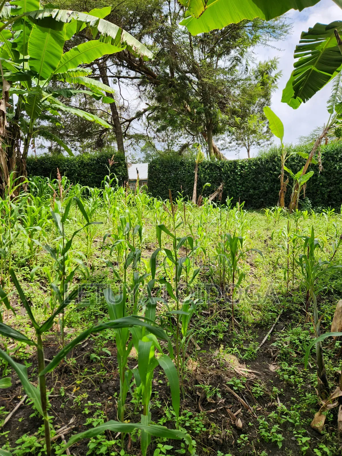 Developed 1-Acre Ngong-Oloolua in Oluulua