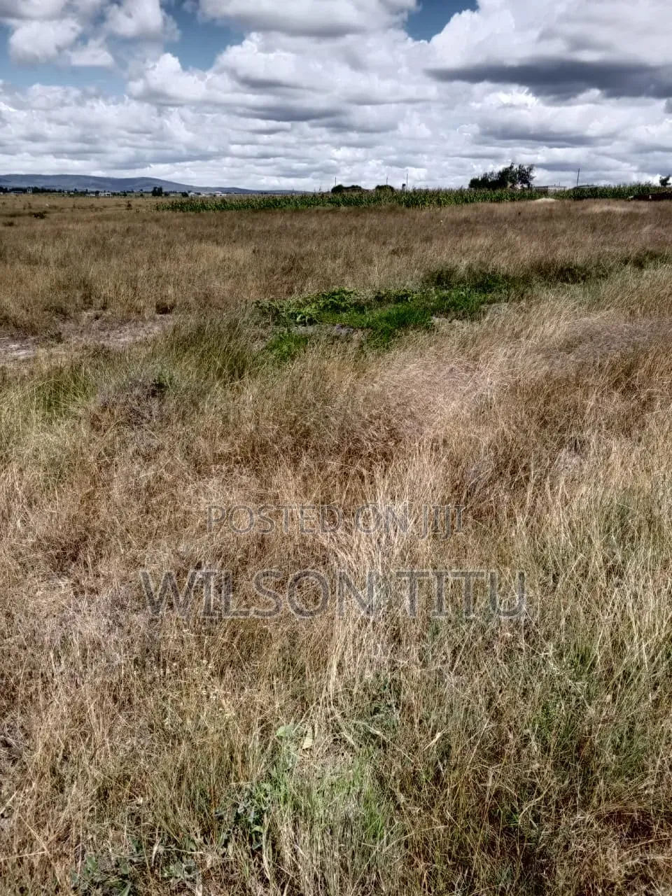 Land for Sale Two Acres in Malaa