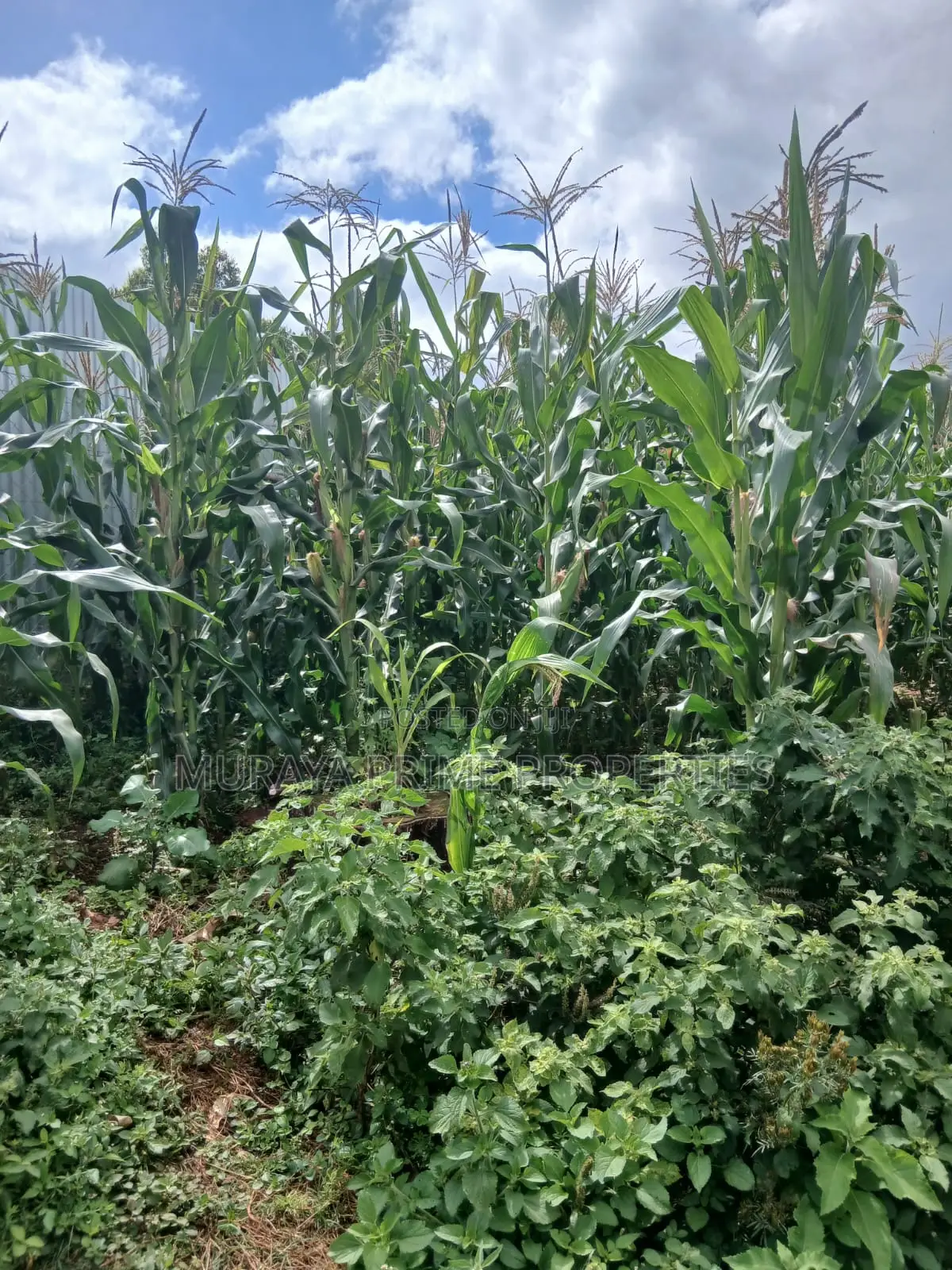 Kerarapon Drive Land for Sale in Kerarapon