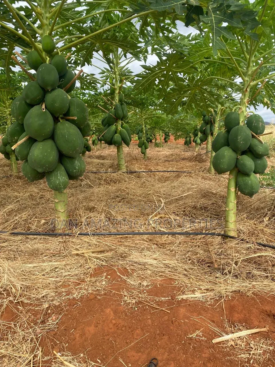 50 Acres in Embu Ishiara for Sale as a Block Currently Under Farming in Kiambere