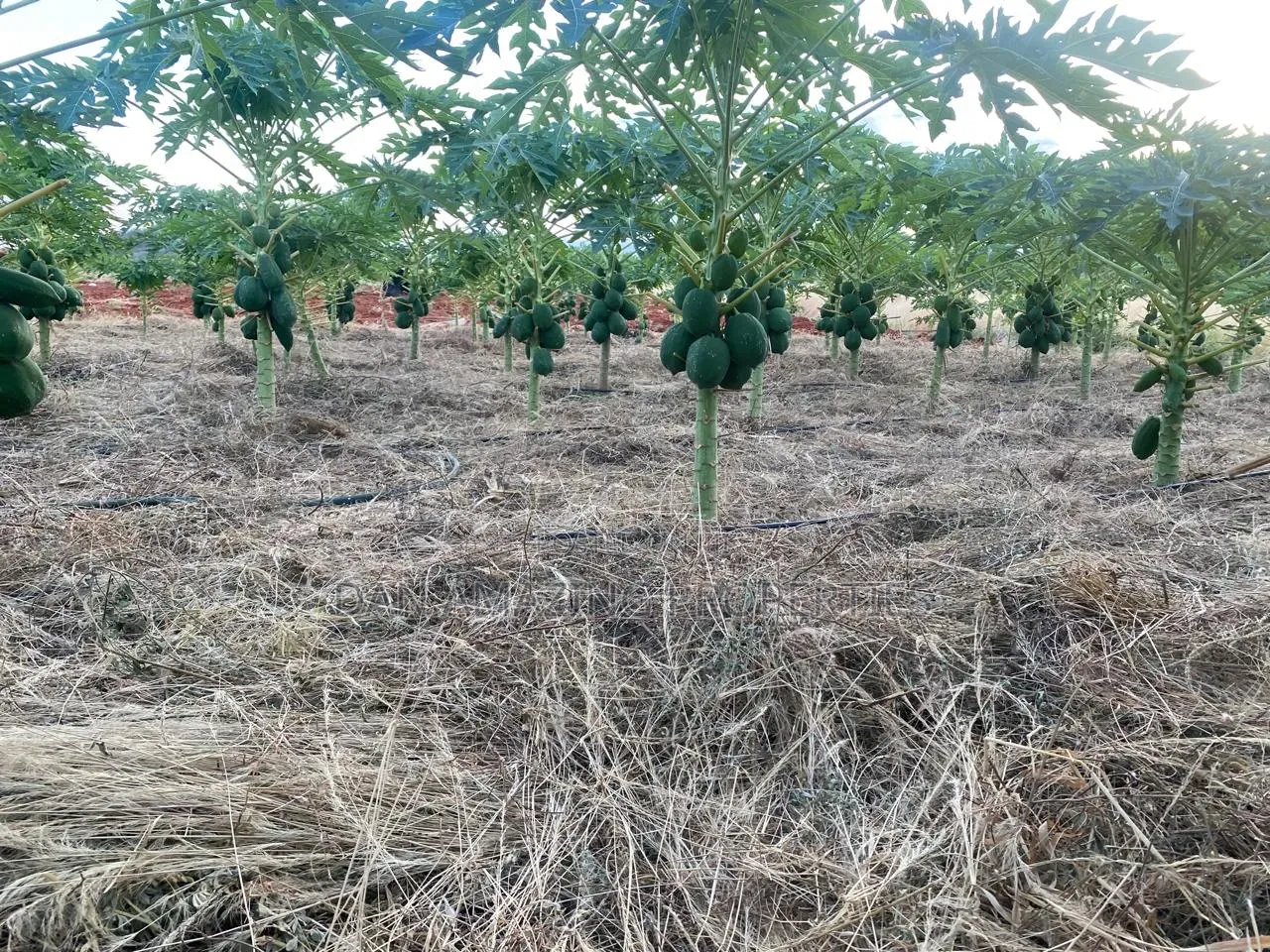 50 Acres in Embu Ishiara for Sale as a Block Currently Under Farming in Kiambere