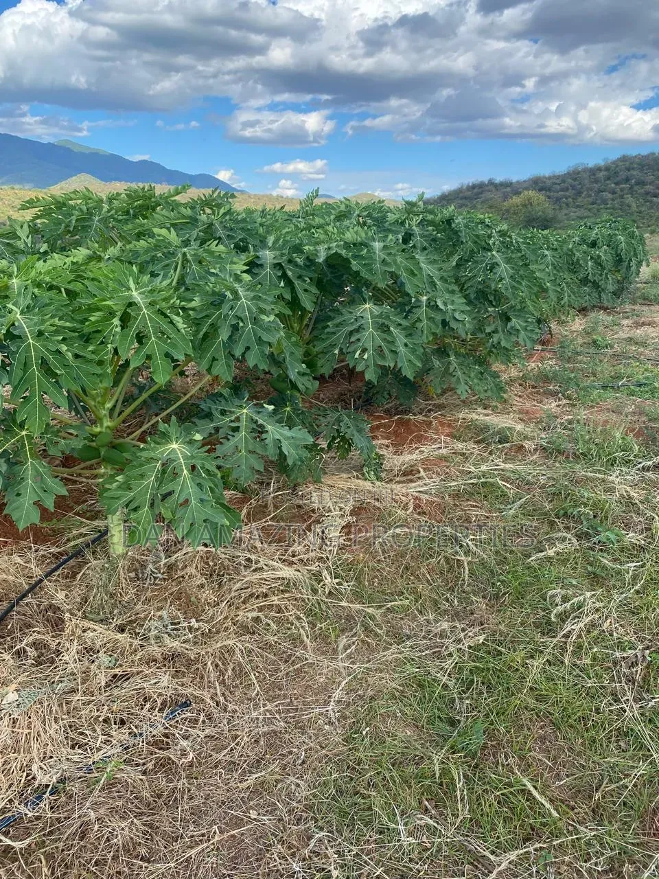 50 Acres in Embu Ishiara for Sale as a Block Currently Under Farming in Kiambere