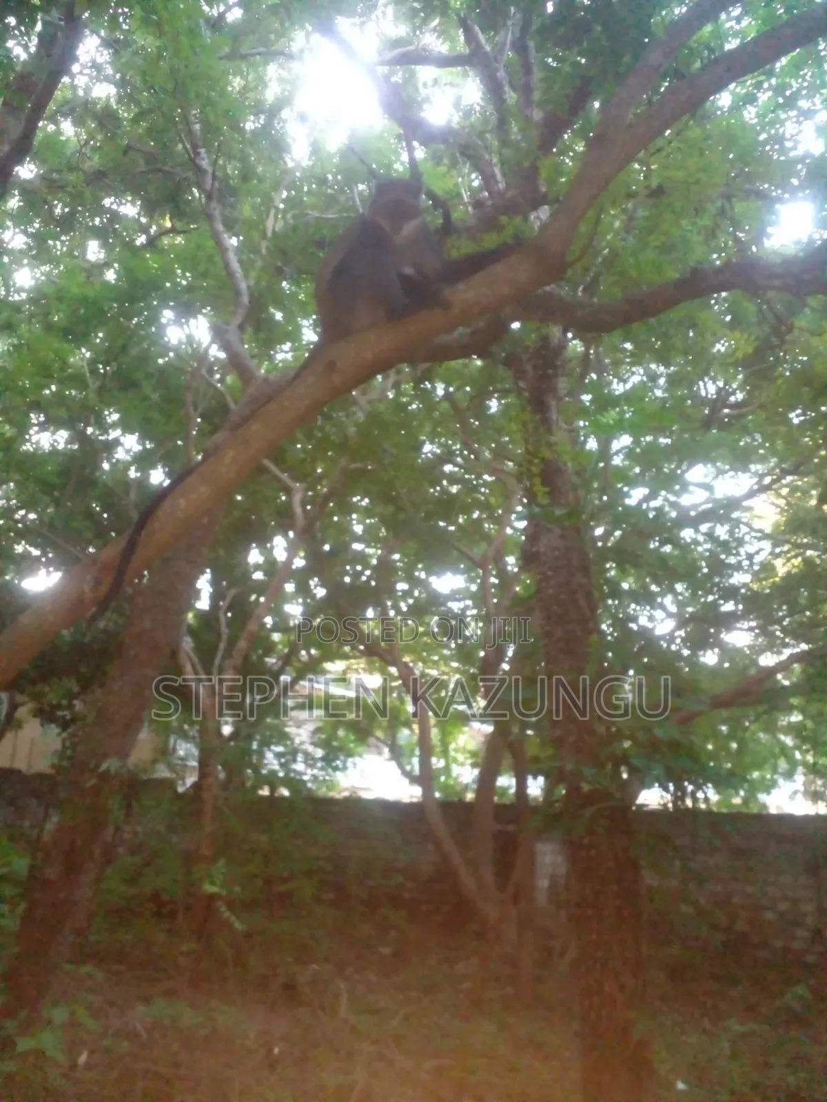 Almost 1/2 Acre Plot at 150 Metres From the Beach in Diani Beach in Ukunda