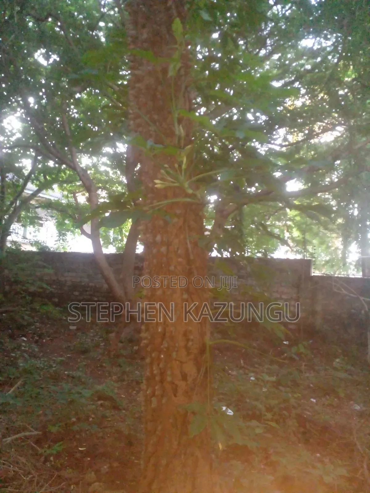 Almost 1/2 Acre Plot at 150 Metres From the Beach in Diani Beach in Ukunda