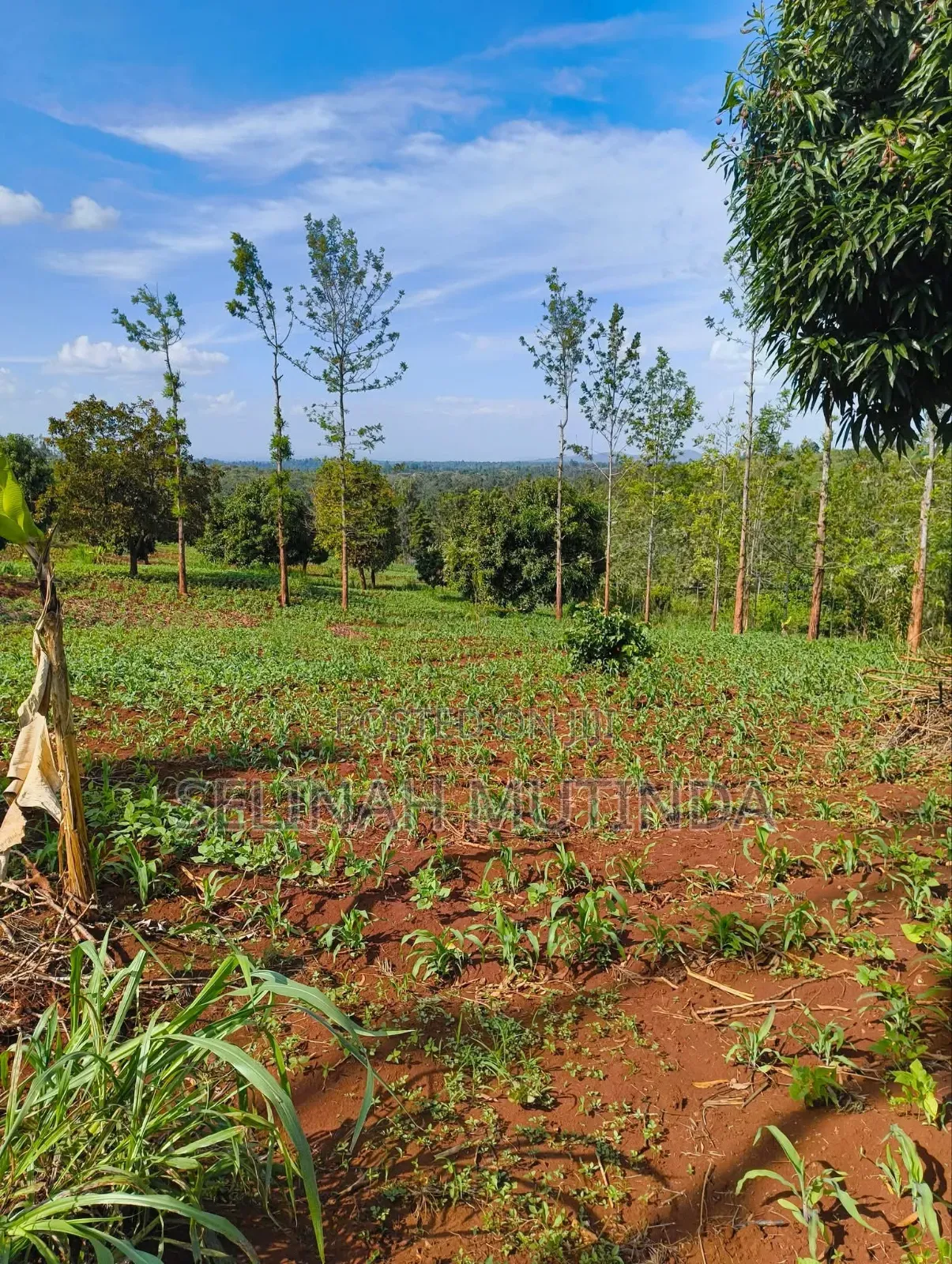 Kenol Prime Plots in Kimorori/Wempa