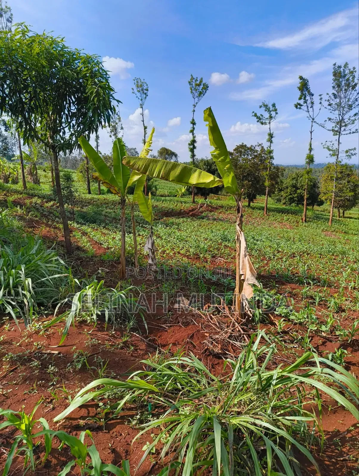 Kenol Prime Plots in Kimorori/Wempa