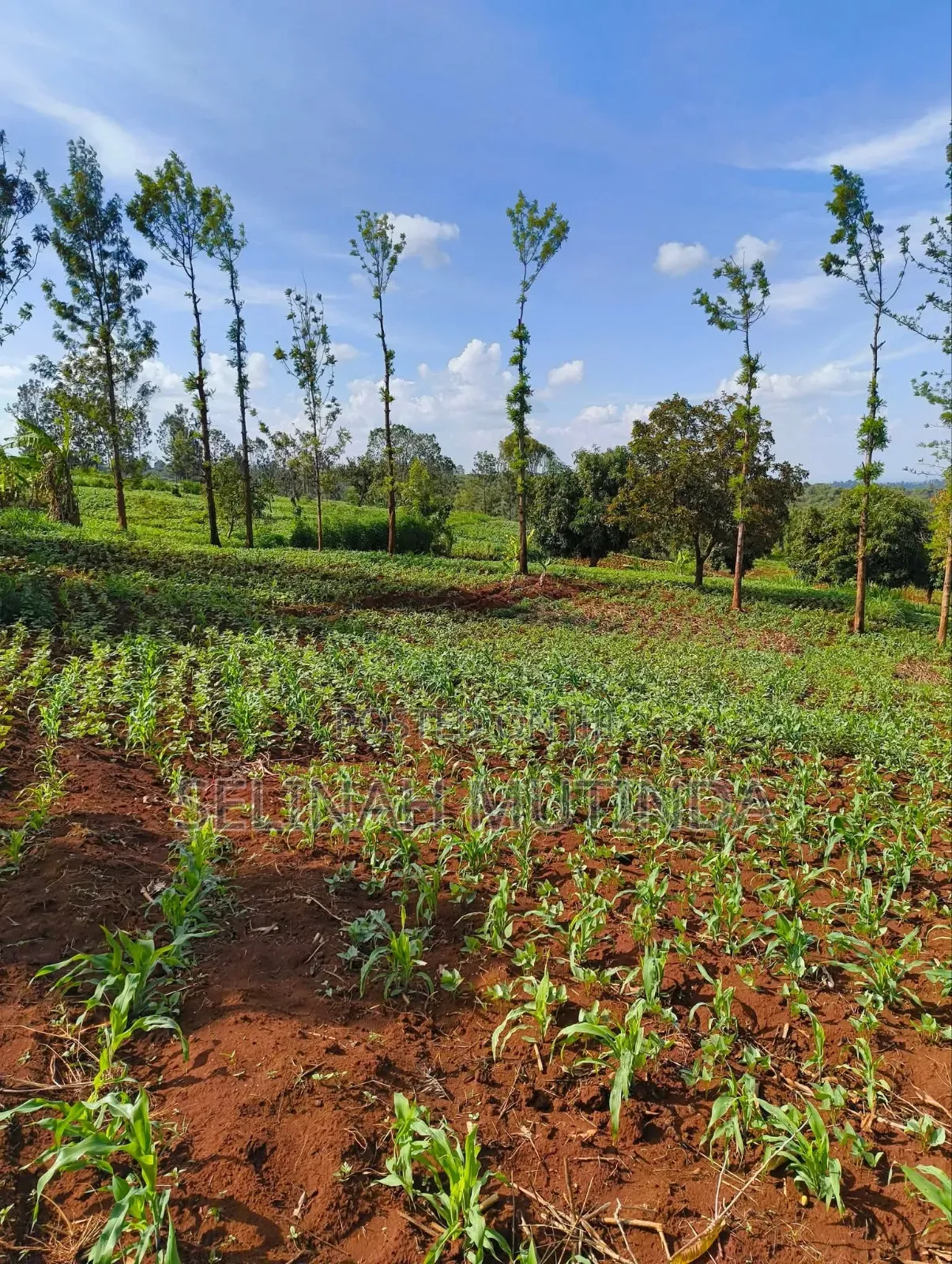 Kenol Prime Plots in Kimorori/Wempa