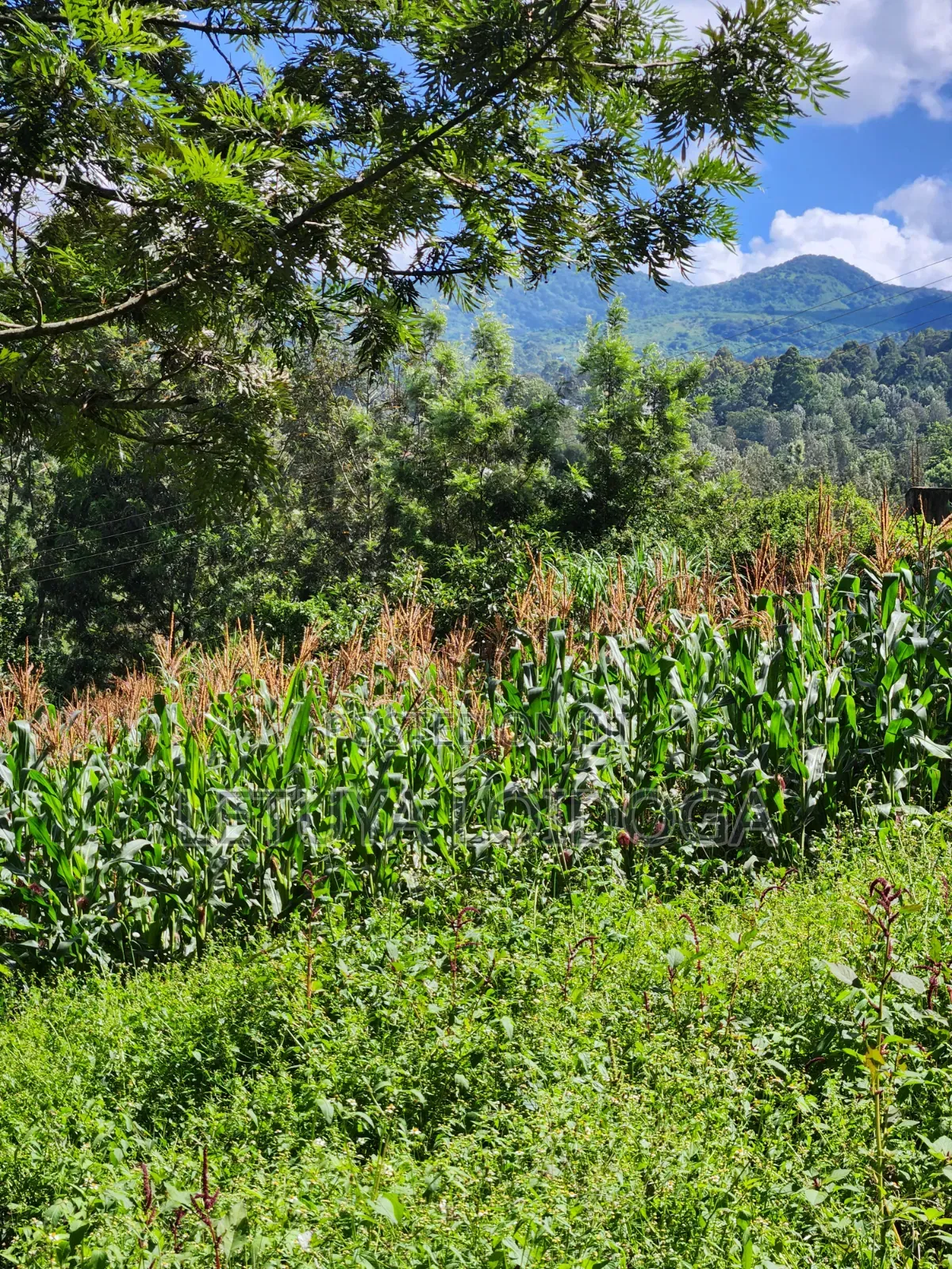 1⁄8 Acre Ngong-Matasia (Ole Mutel Road) in Matasia