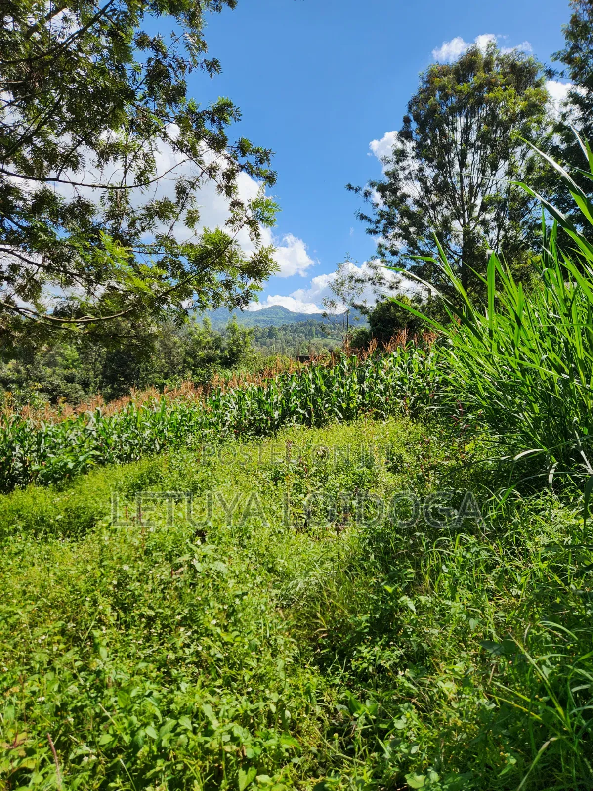 1⁄8 Acre Ngong-Matasia (Ole Mutel Road) in Matasia