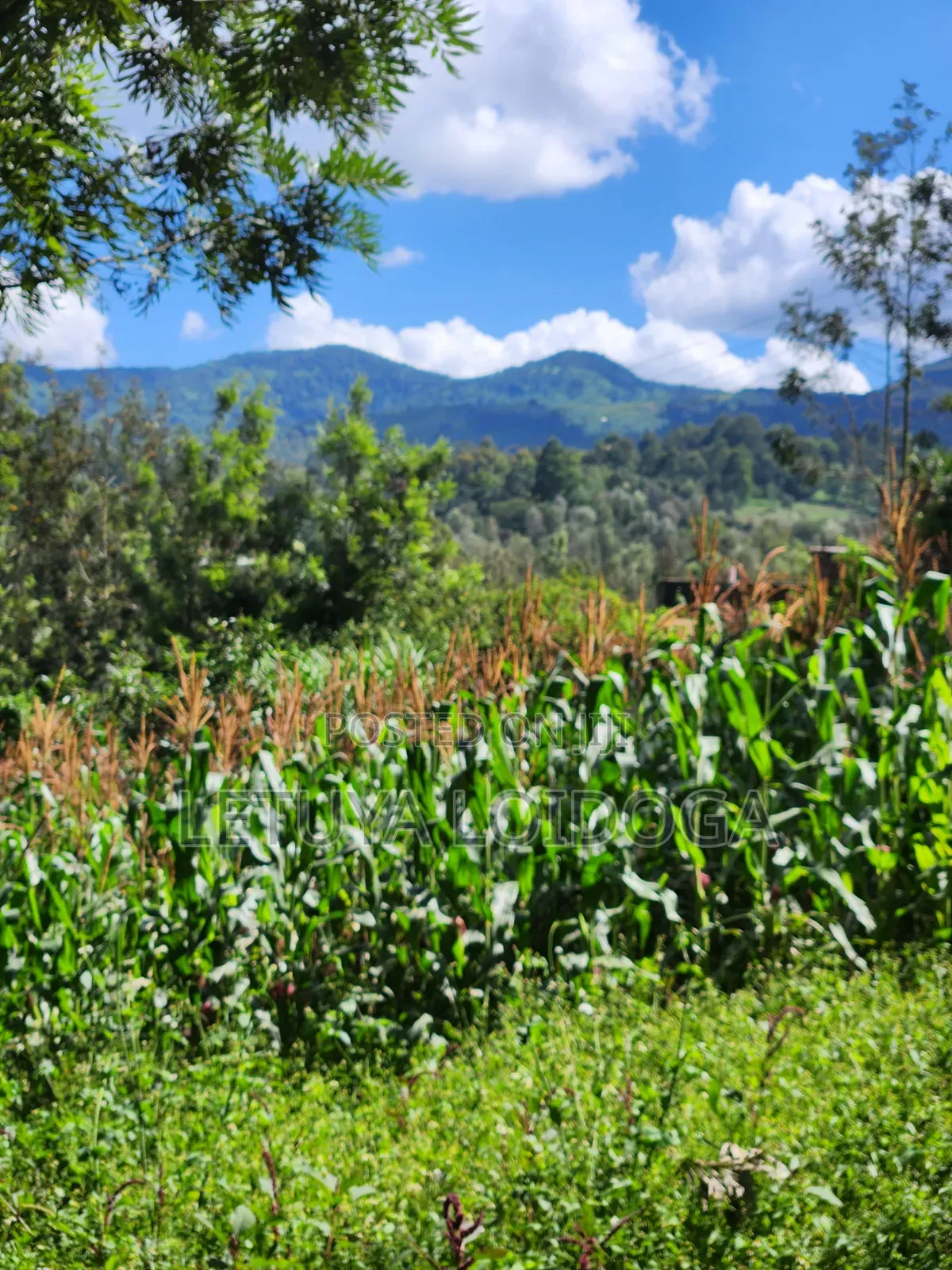 1⁄8 Acre Ngong-Matasia (Ole Mutel Road) in Matasia