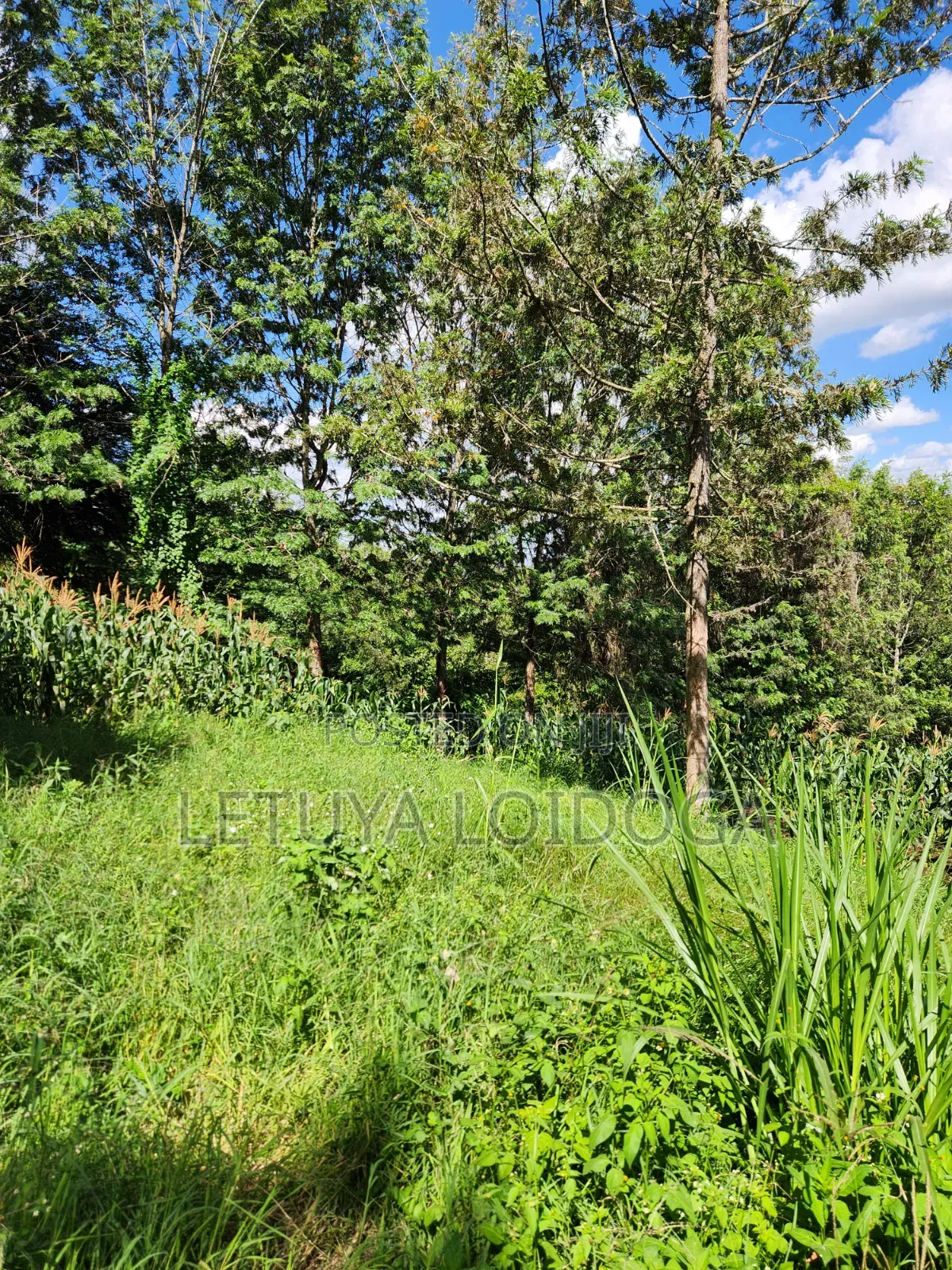 1⁄8 Acre Ngong-Matasia (Ole Mutel Road) in Matasia