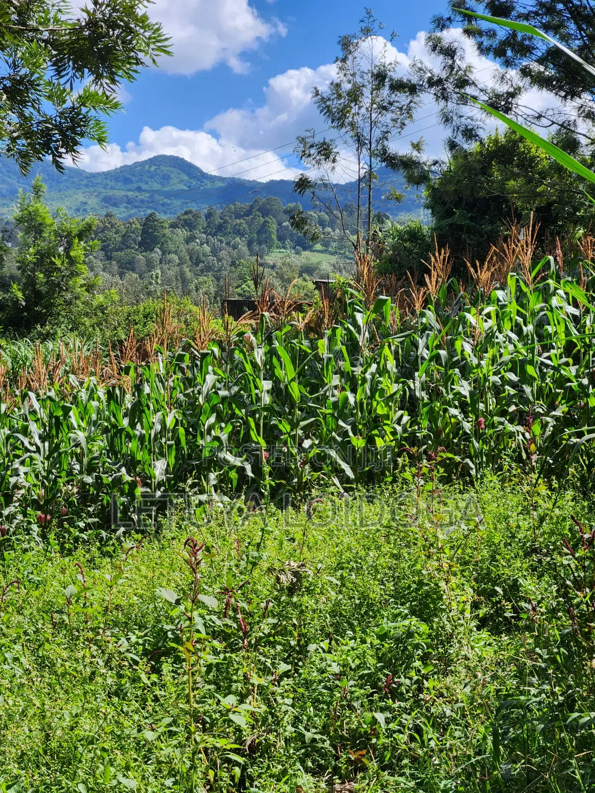 1⁄8 Acre Ngong-Matasia (Ole Mutel Road) in Matasia