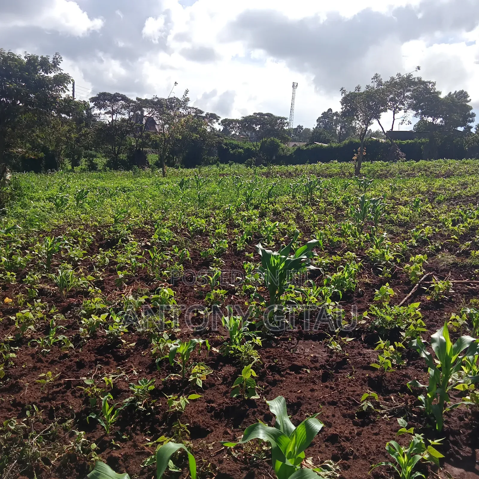 1/4 Plot at Plainsview Estates Gikambura on Sale in Karai