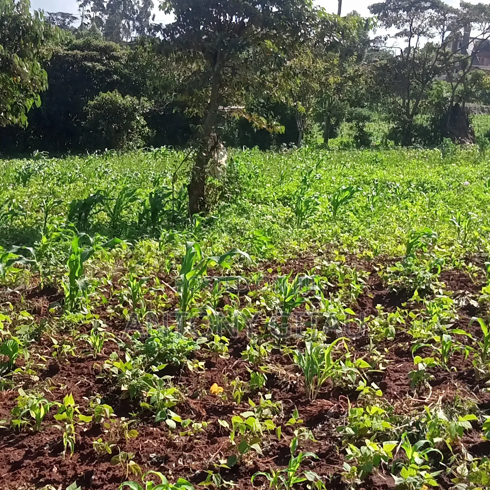 1/4 Plot at Plainsview Estates Gikambura on Sale in Karai