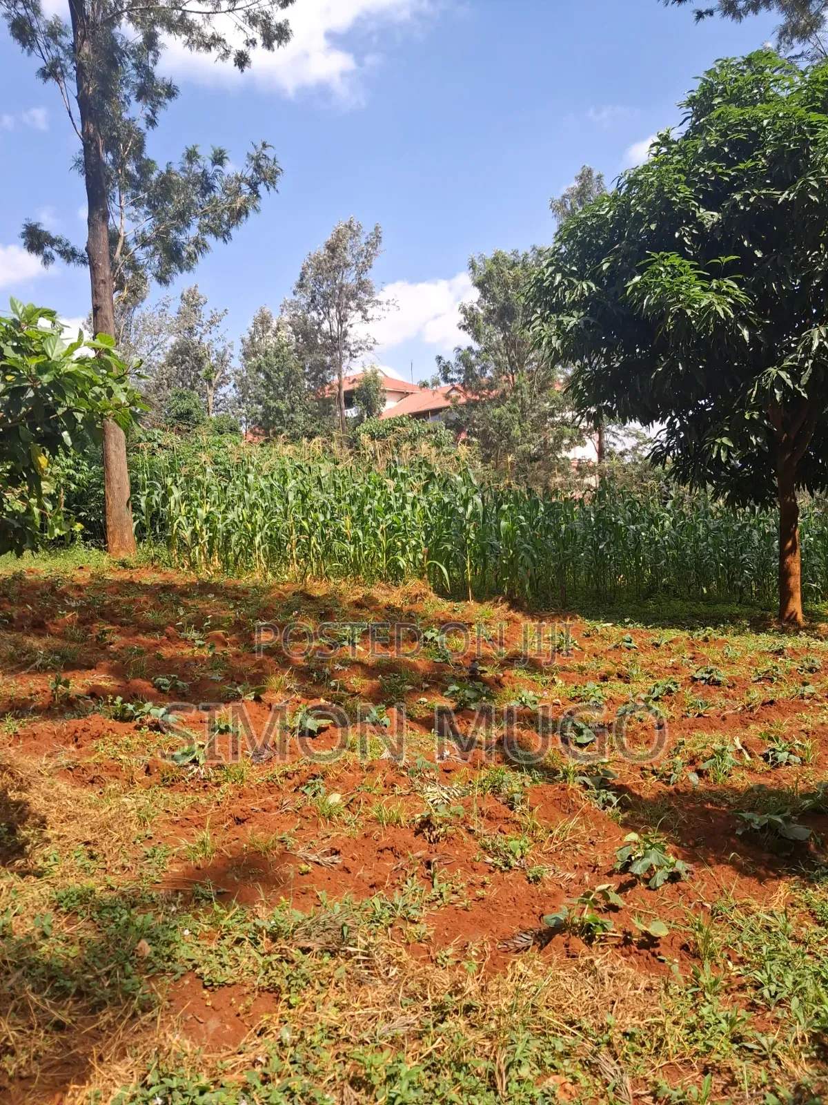 Thindigua Kiambu Road Prime Commercial 97x 163 Corner Plot in Thindigua/Kasarini