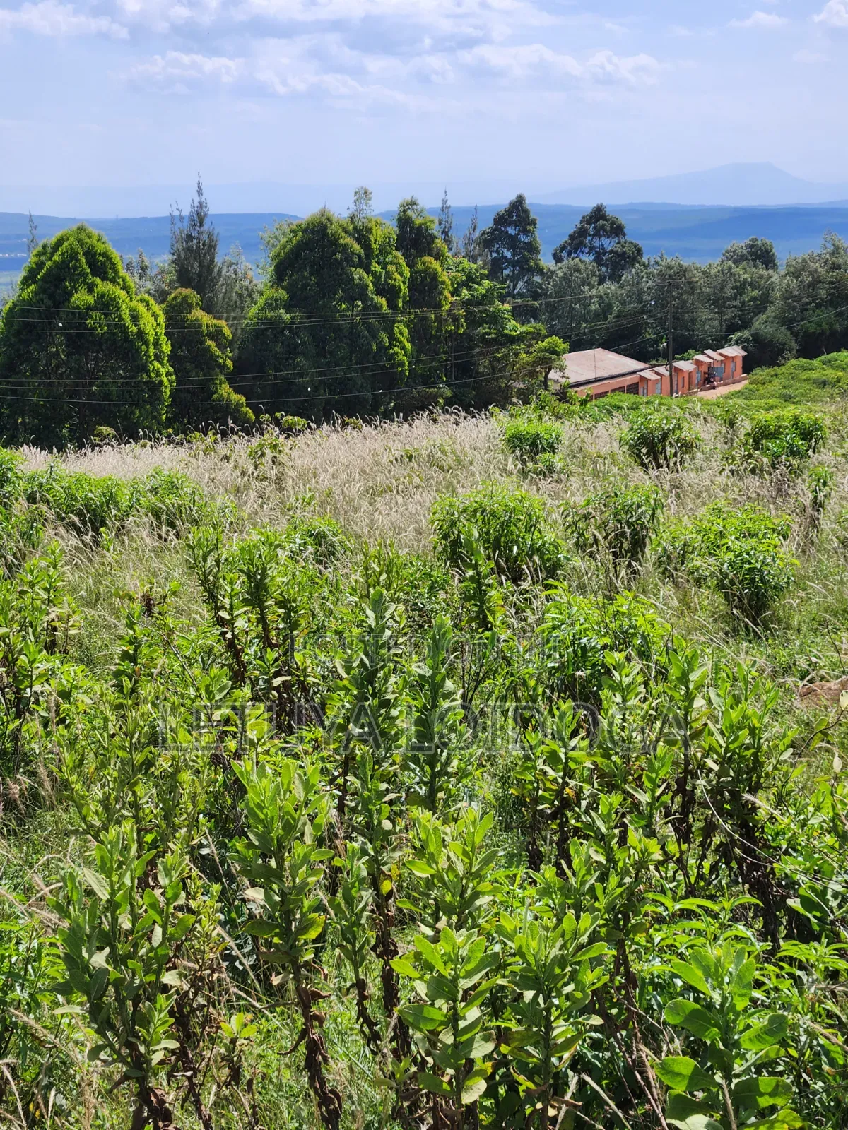 3.8 Acres Ngong-Kibiko (Baboon Crescent) in Kibiku