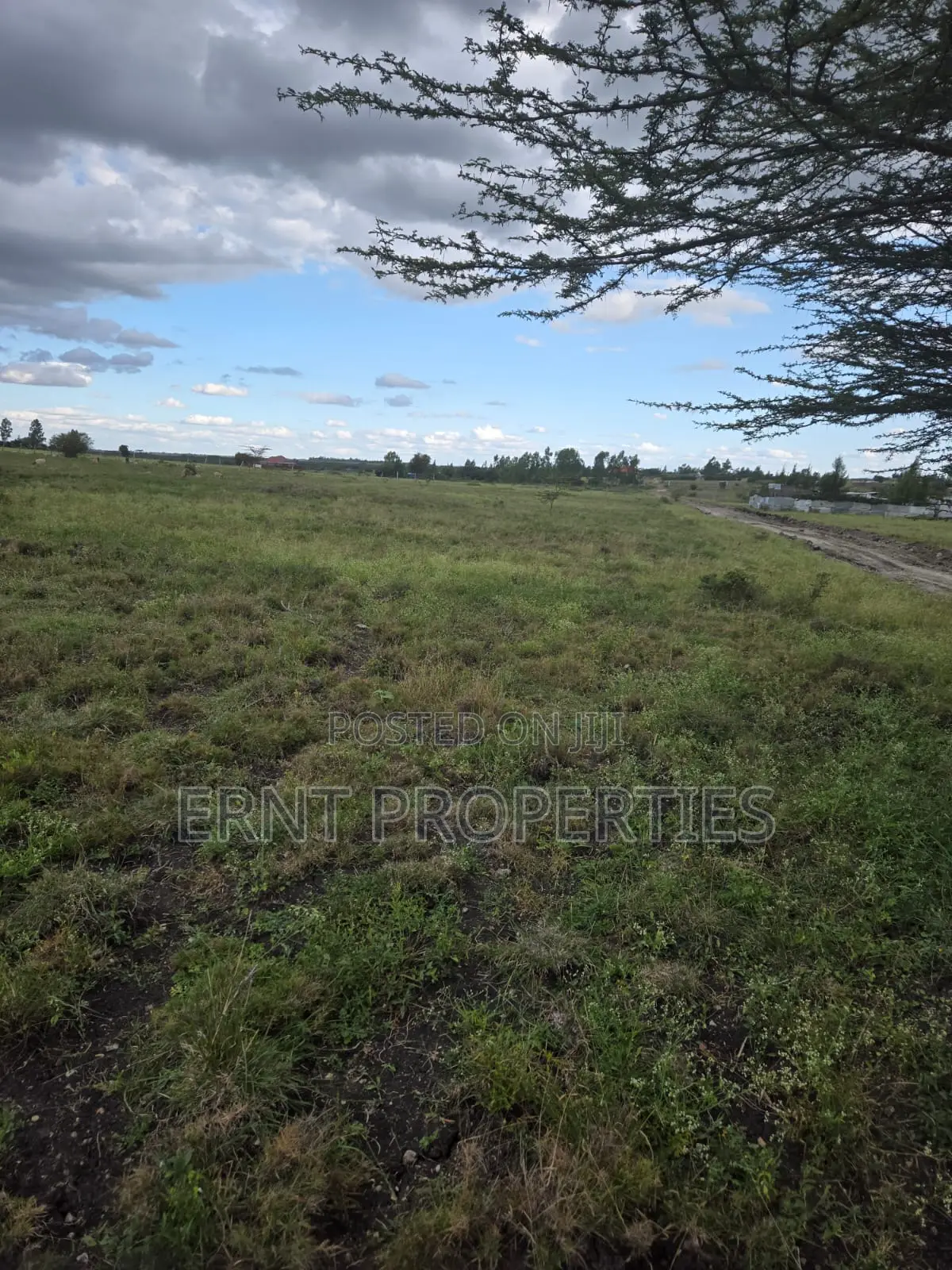 Quick Sale Alert. Two Adjacent 50x100 Plots at Oloika in Kitengela