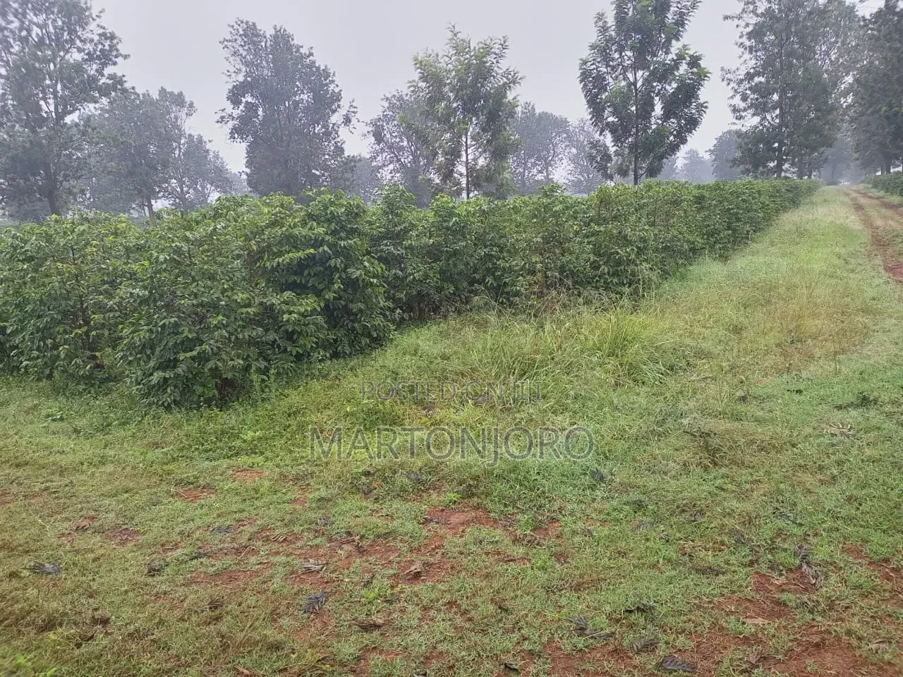 2acres Land Makuyu Muraga in Kakuzi/Mitubiri
