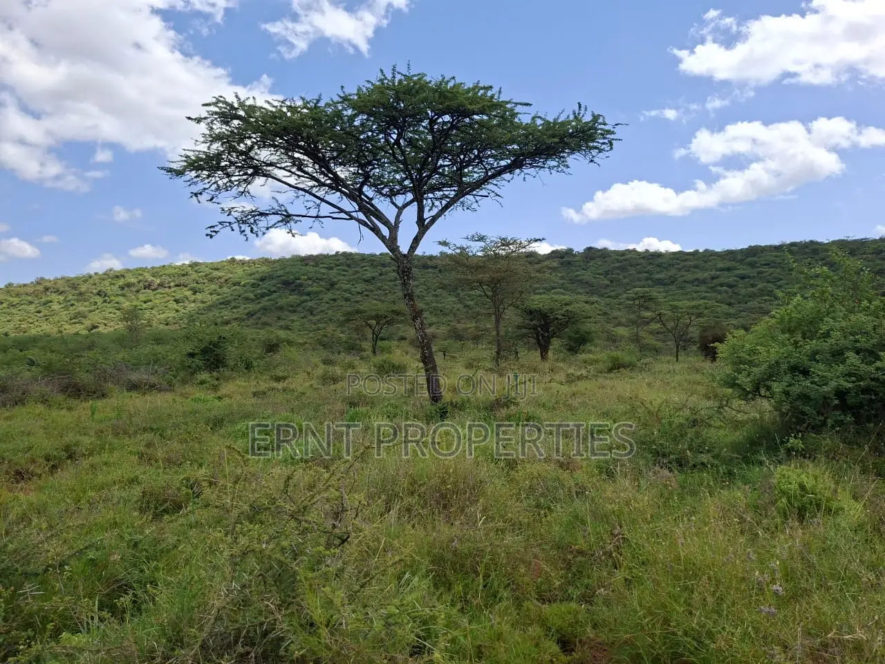 31 Acres of Prime Virgin Land for Sale in Saikeri in Ngong