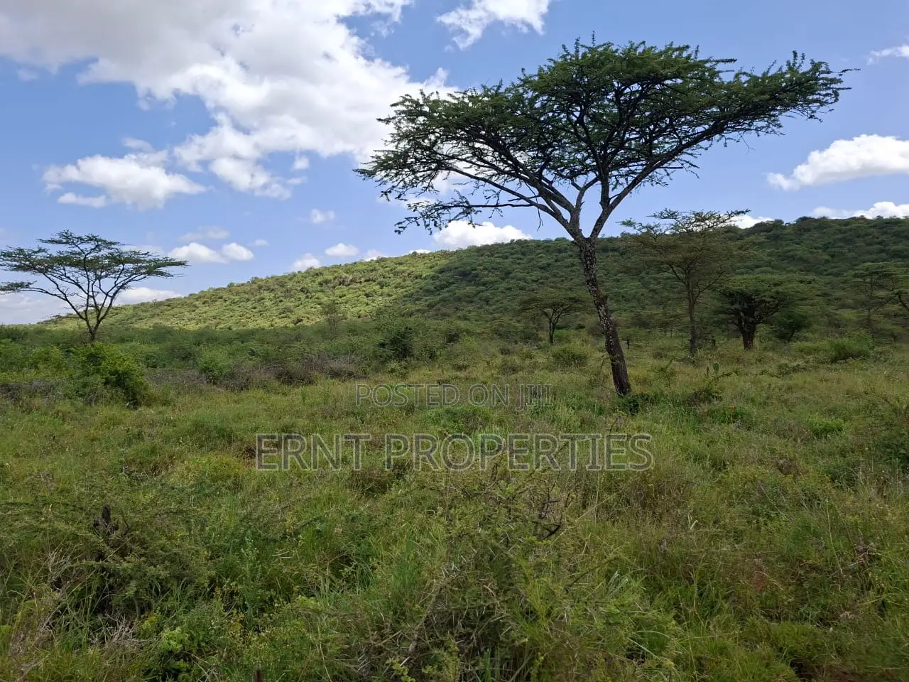 31 Acres of Prime Virgin Land for Sale in Saikeri in Ngong