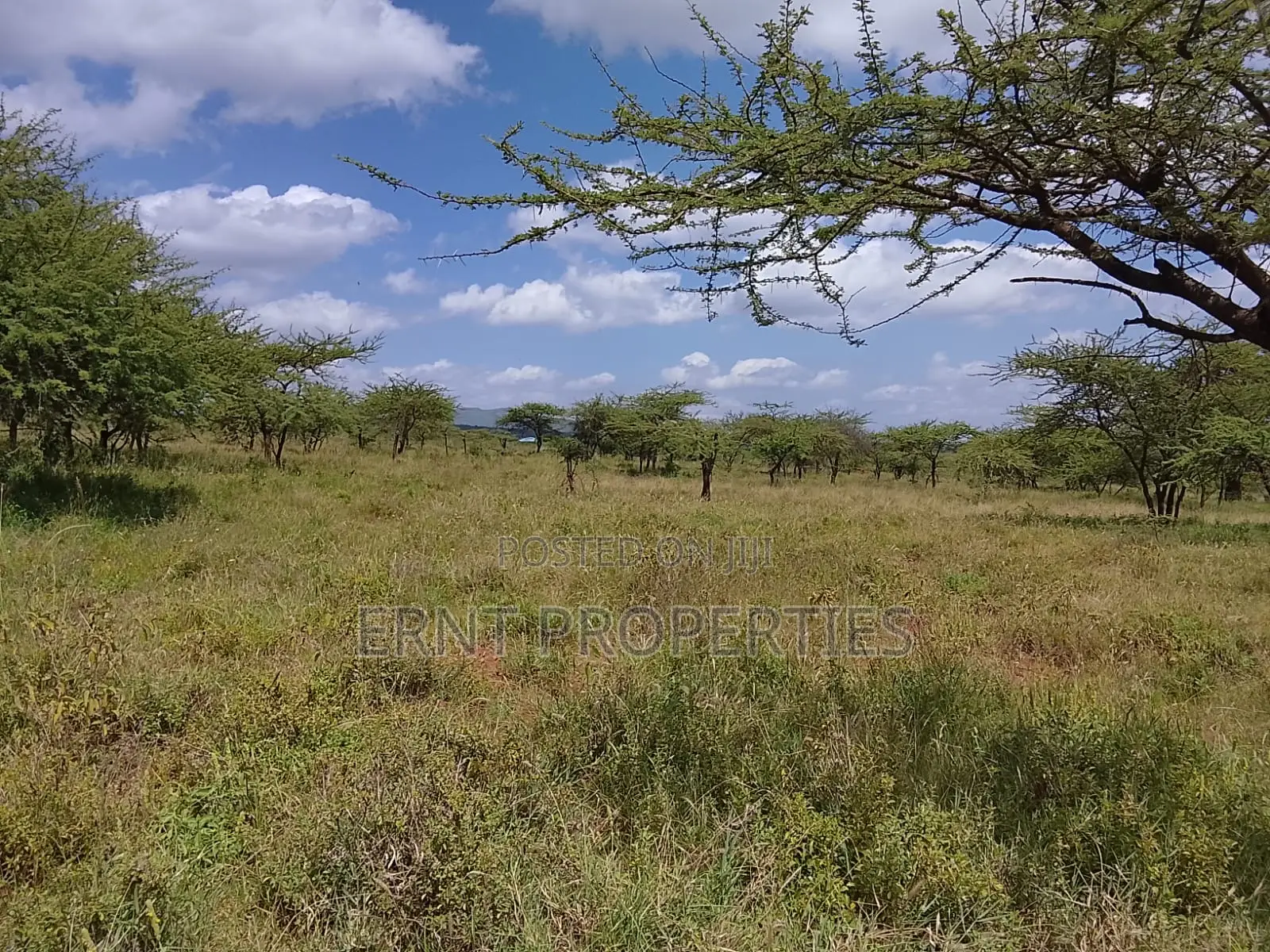 31 Acres of Prime Virgin Land for Sale in Saikeri in Ngong