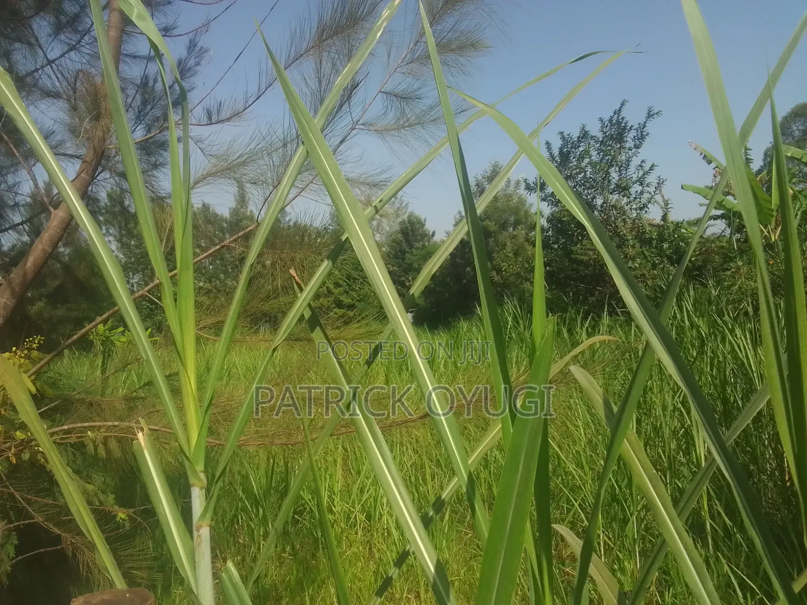 Prime Land for Sale in Kisumu Nyahera in Nyahera