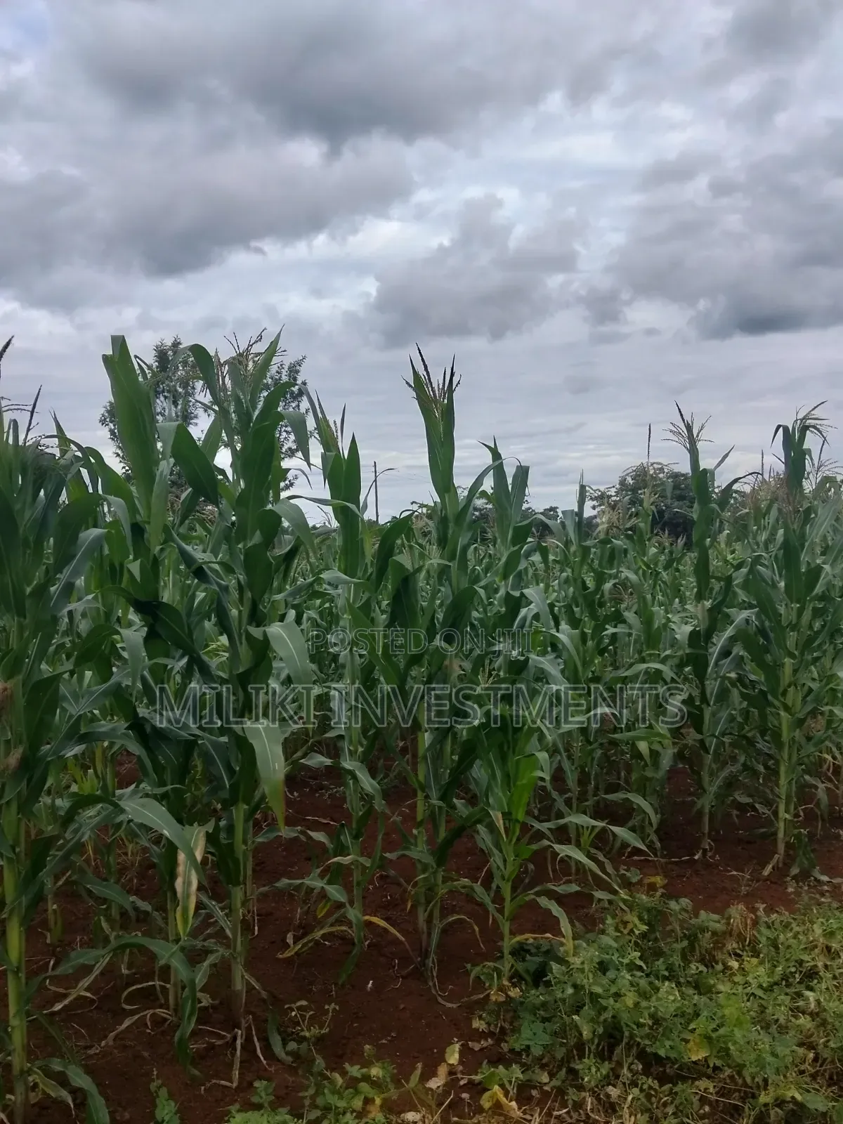 13 Acres on Sale at Kirinyaga. in Murinduko
