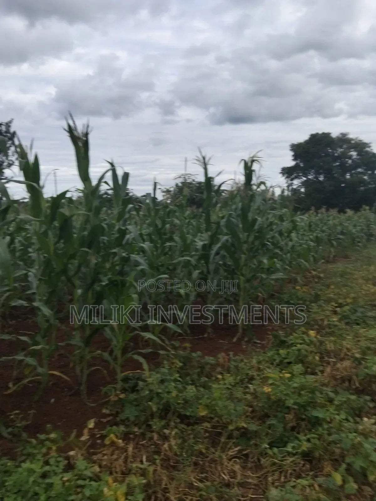 13 Acres on Sale at Kirinyaga. in Murinduko