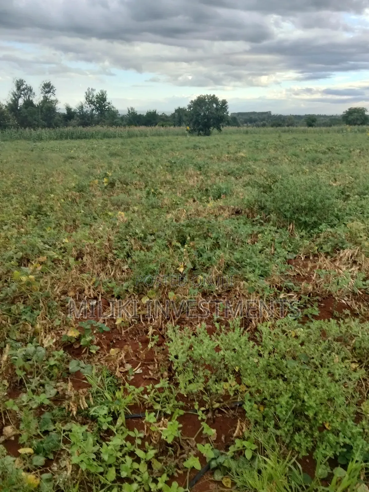 13 Acres on Sale at Kirinyaga. in Murinduko