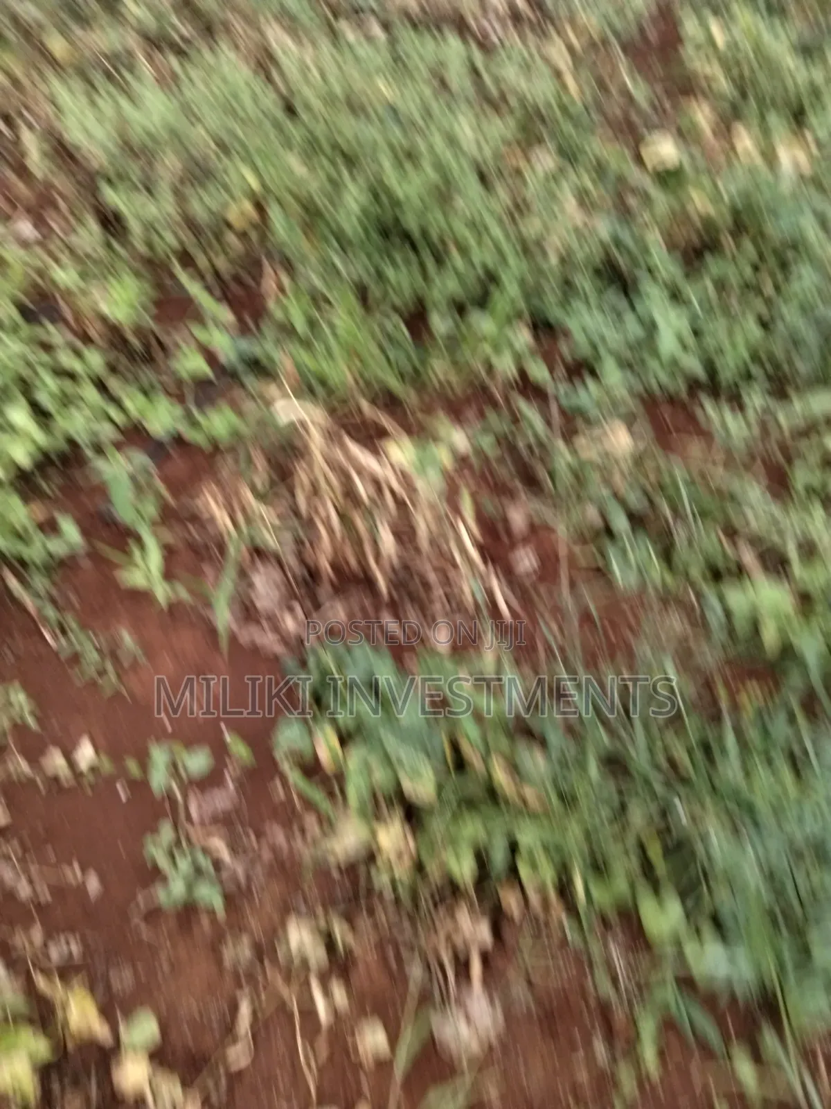 13 Acres on Sale at Kirinyaga. in Murinduko