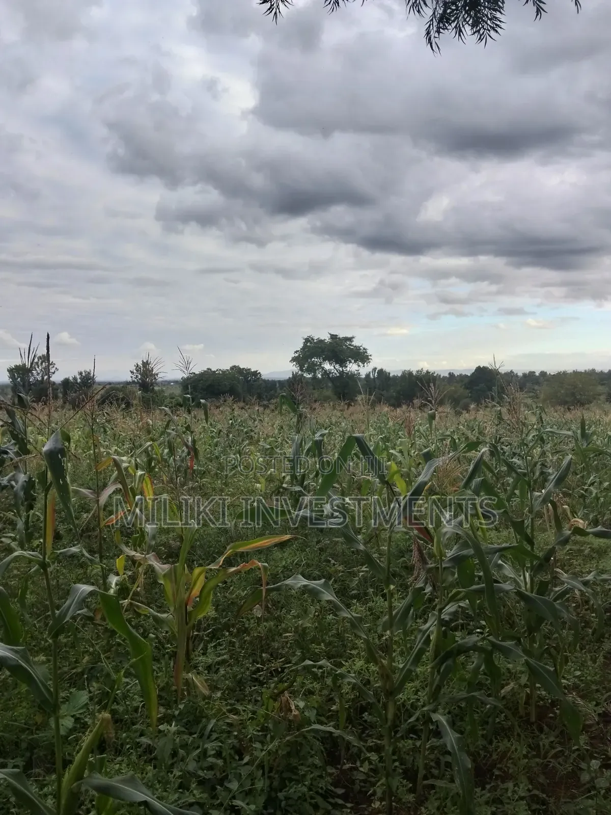 13 Acres on Sale at Kirinyaga. in Murinduko