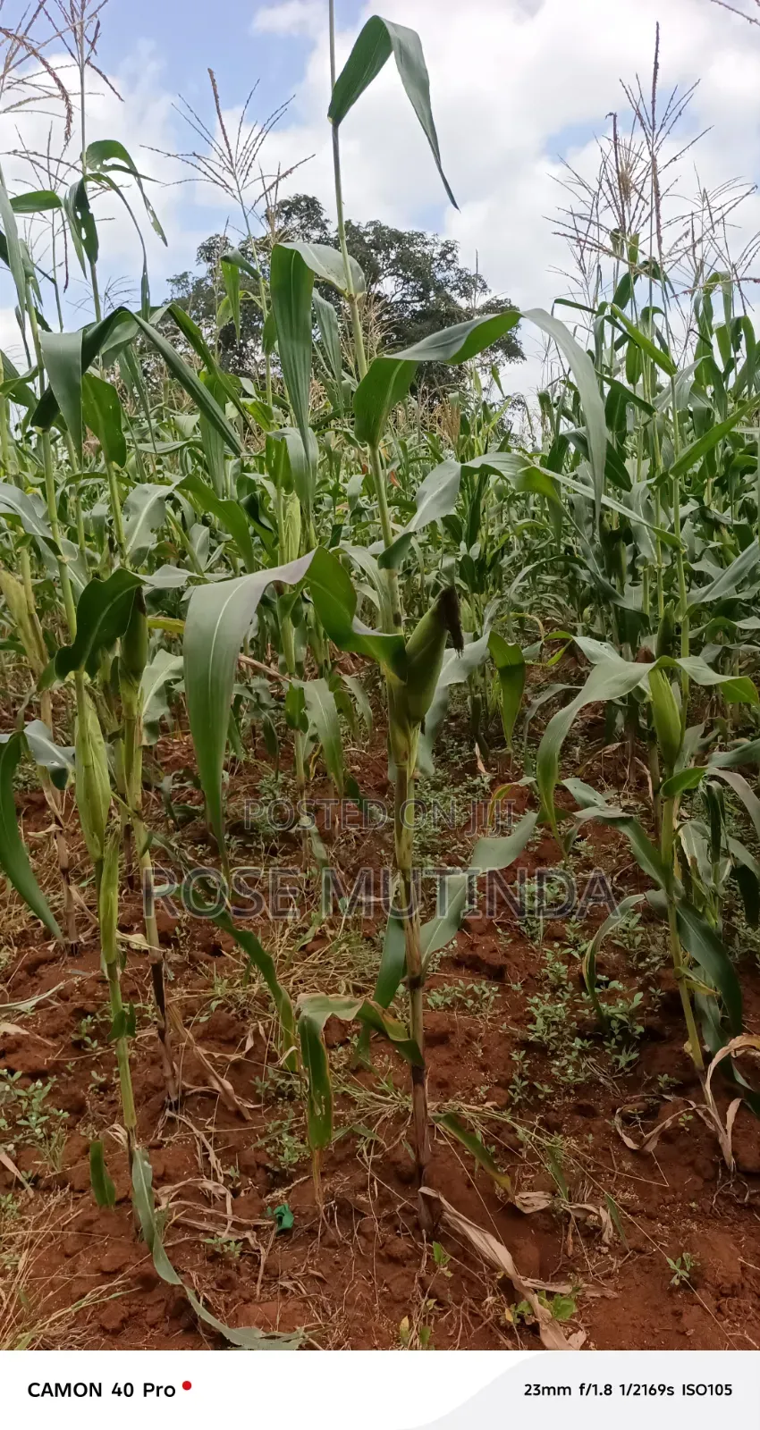 2acres at Wendano in Tala