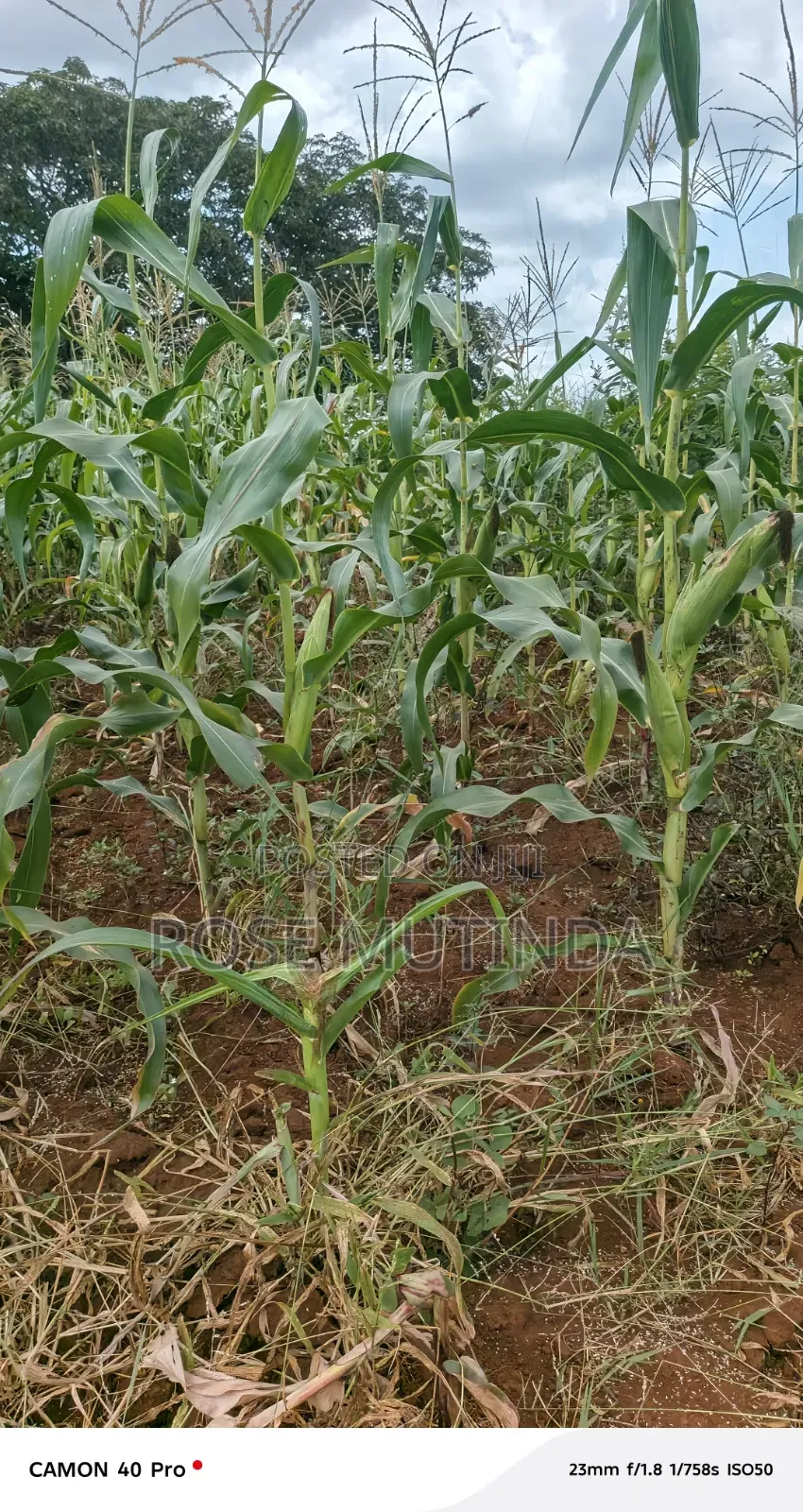 2acres at Wendano in Tala