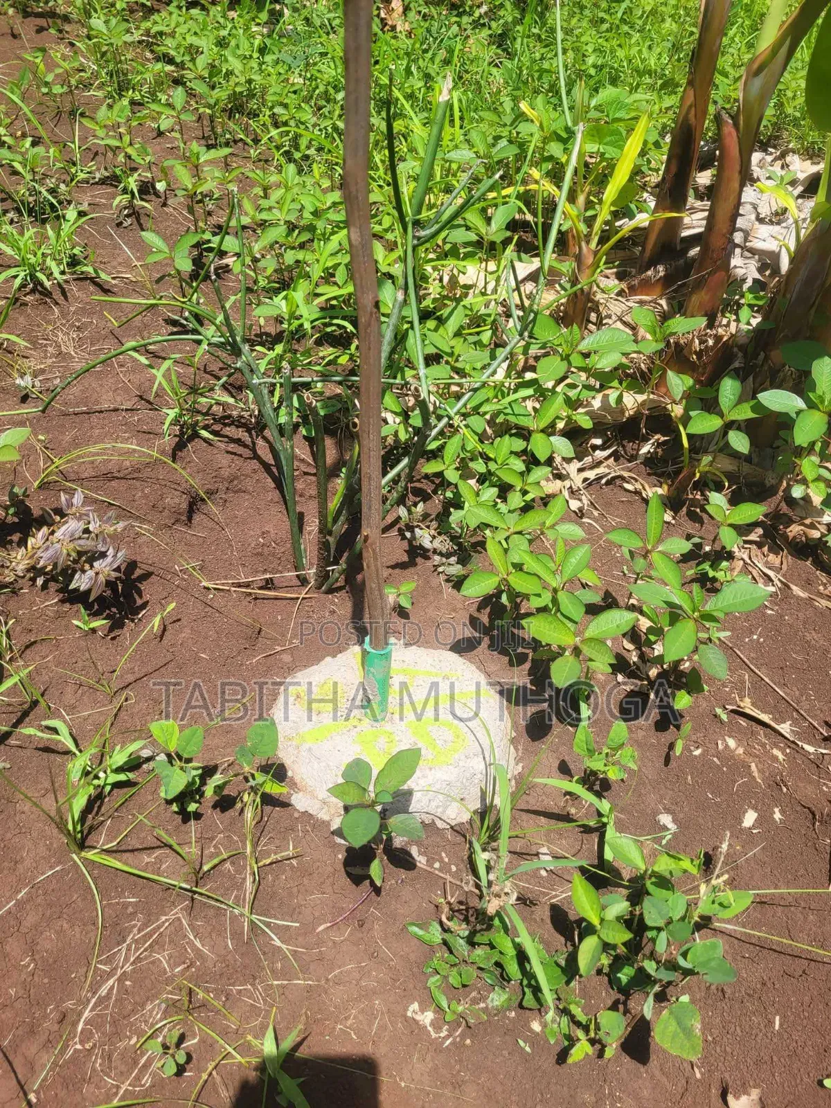 1/8 of an Acre in Murang'A in Township G