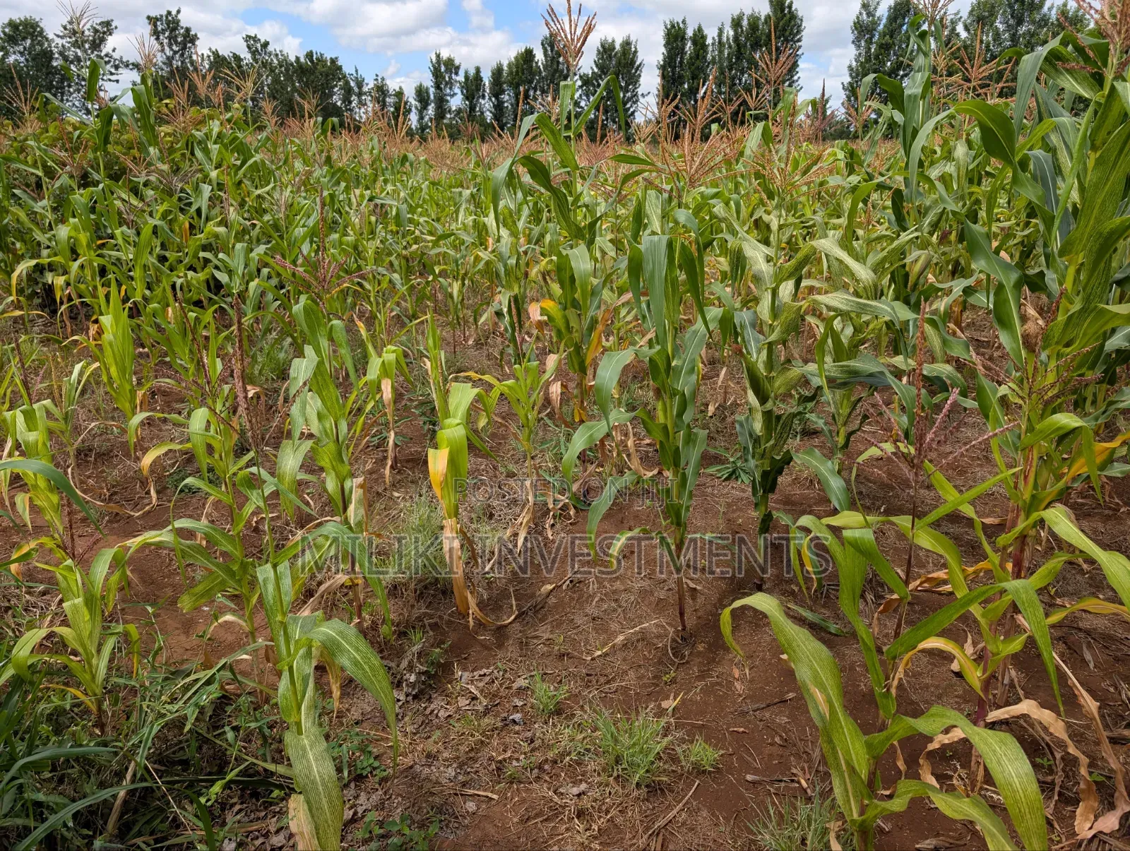 An Acre on Sale Kagio in Murinduko