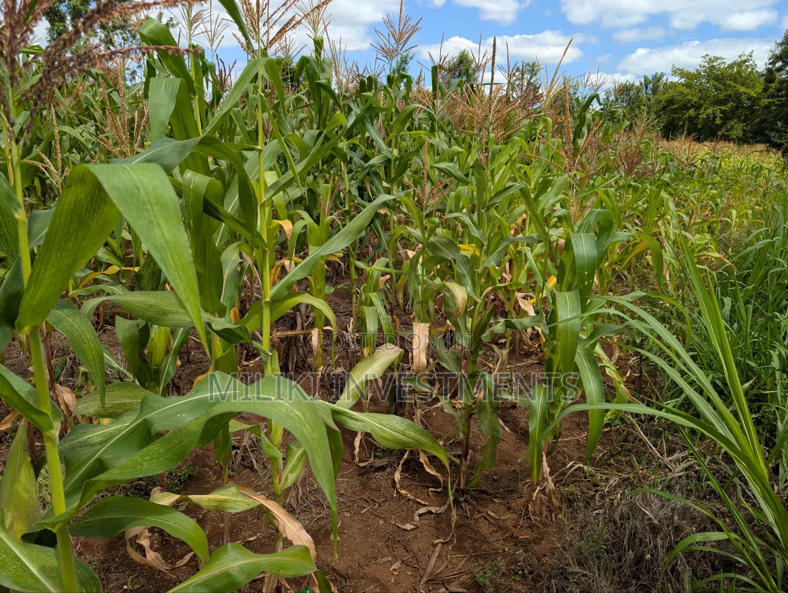 An Acre on Sale Kagio in Murinduko