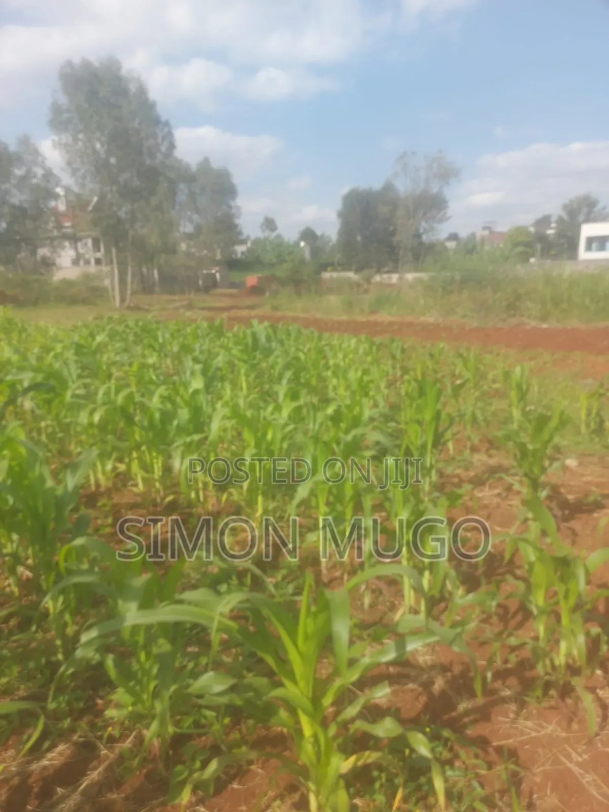 Golden Palm Estate Kiambu Rd Prime 1/4 Ac Ready Title in Thindigua/Kasarini