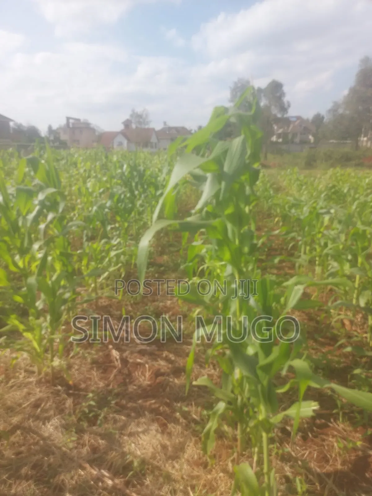 Golden Palm Estate Kiambu Rd Prime 1/4 Ac Ready Title in Thindigua/Kasarini