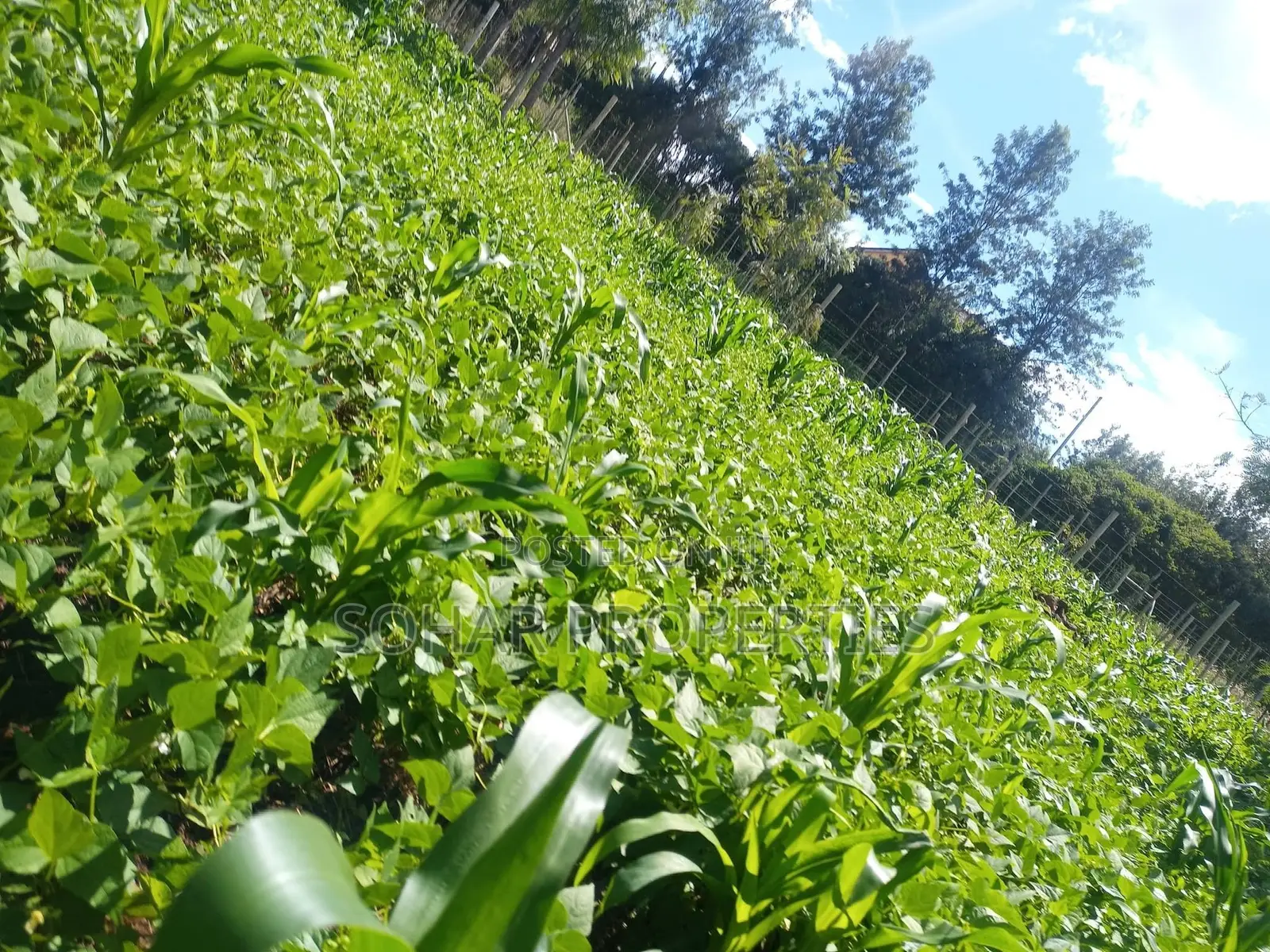 Ongata Rongai, Nkoroi - Residential Plots On in Nkoroi