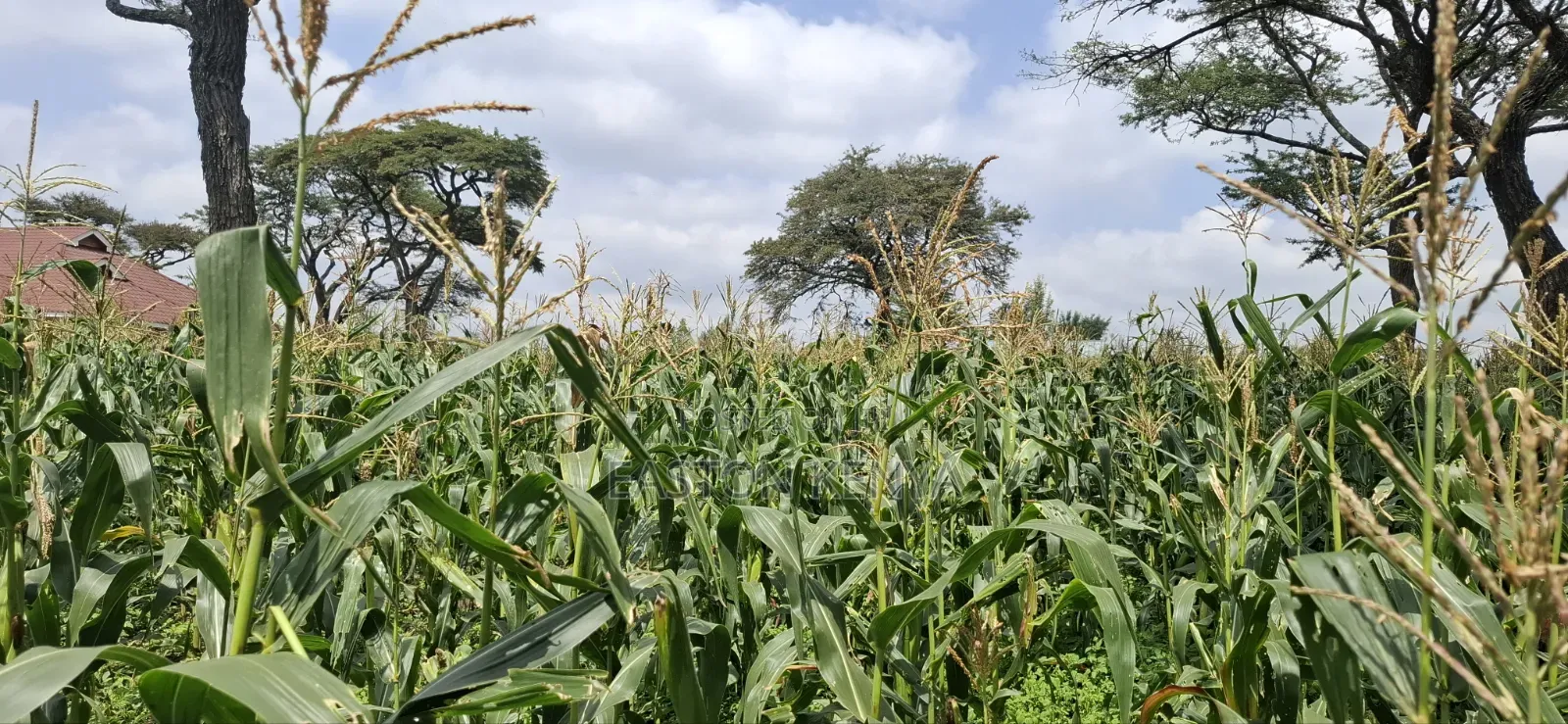 Land for Sale Ranch in Maasai Lodge