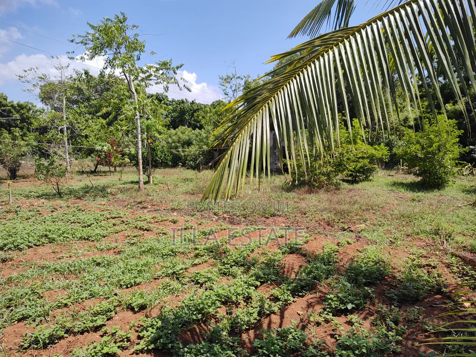 Rare 1/4 Acre Serviced Plot Near Diani Beach in Diani