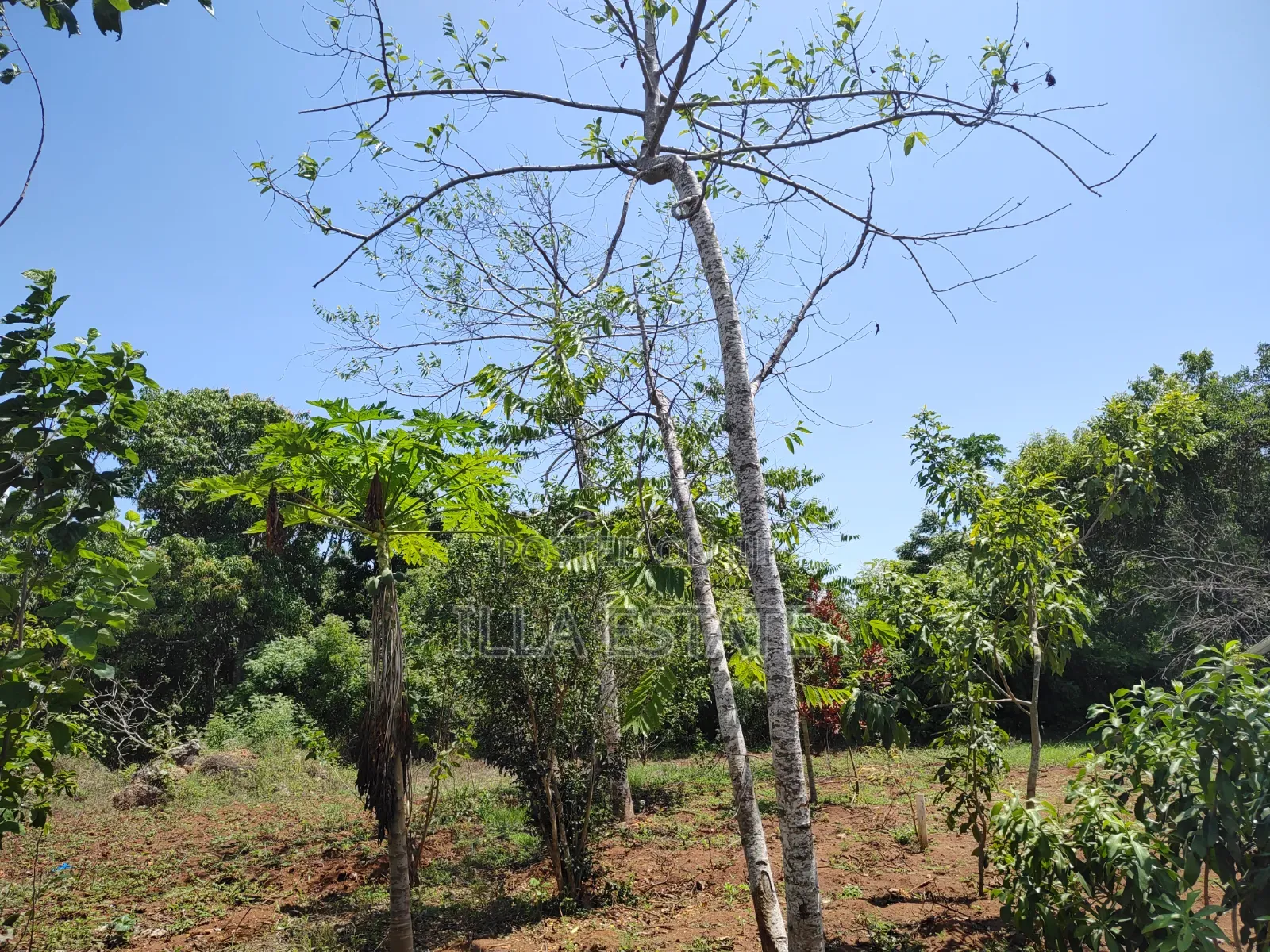 Rare 1/4 Acre Serviced Plot Near Diani Beach in Diani