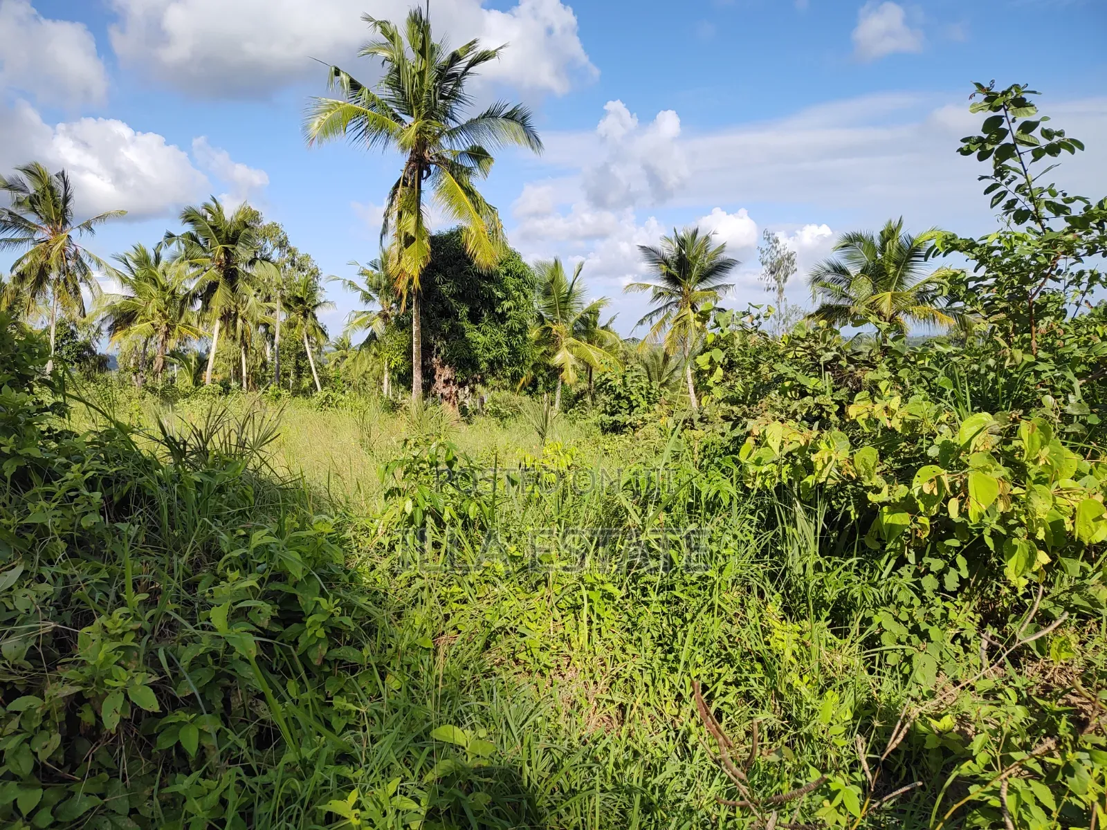 2nd Row Prime Plots in Diani