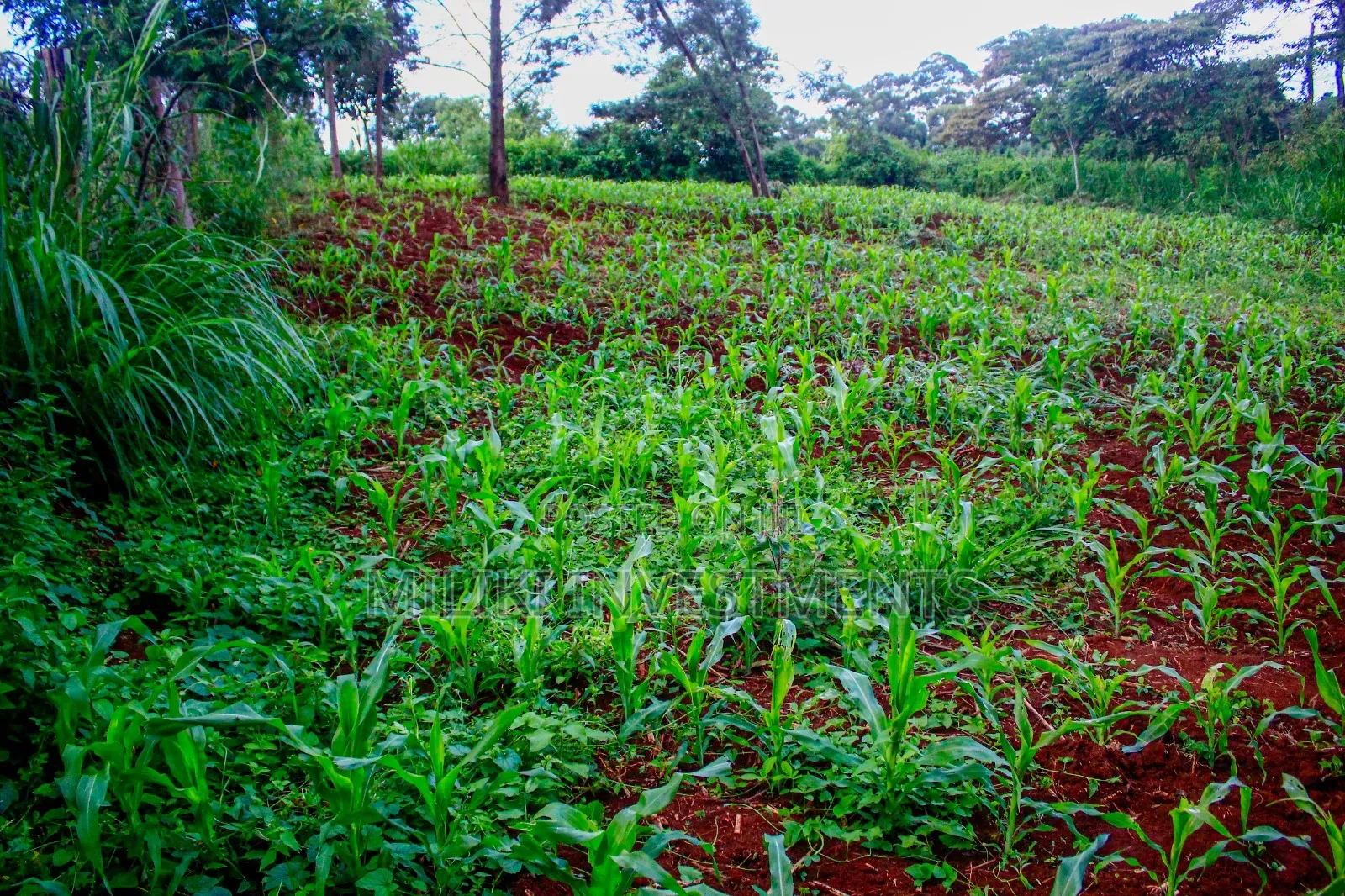 Quarter Acre on Sale at Kikuyu-Kabate in Gathiga